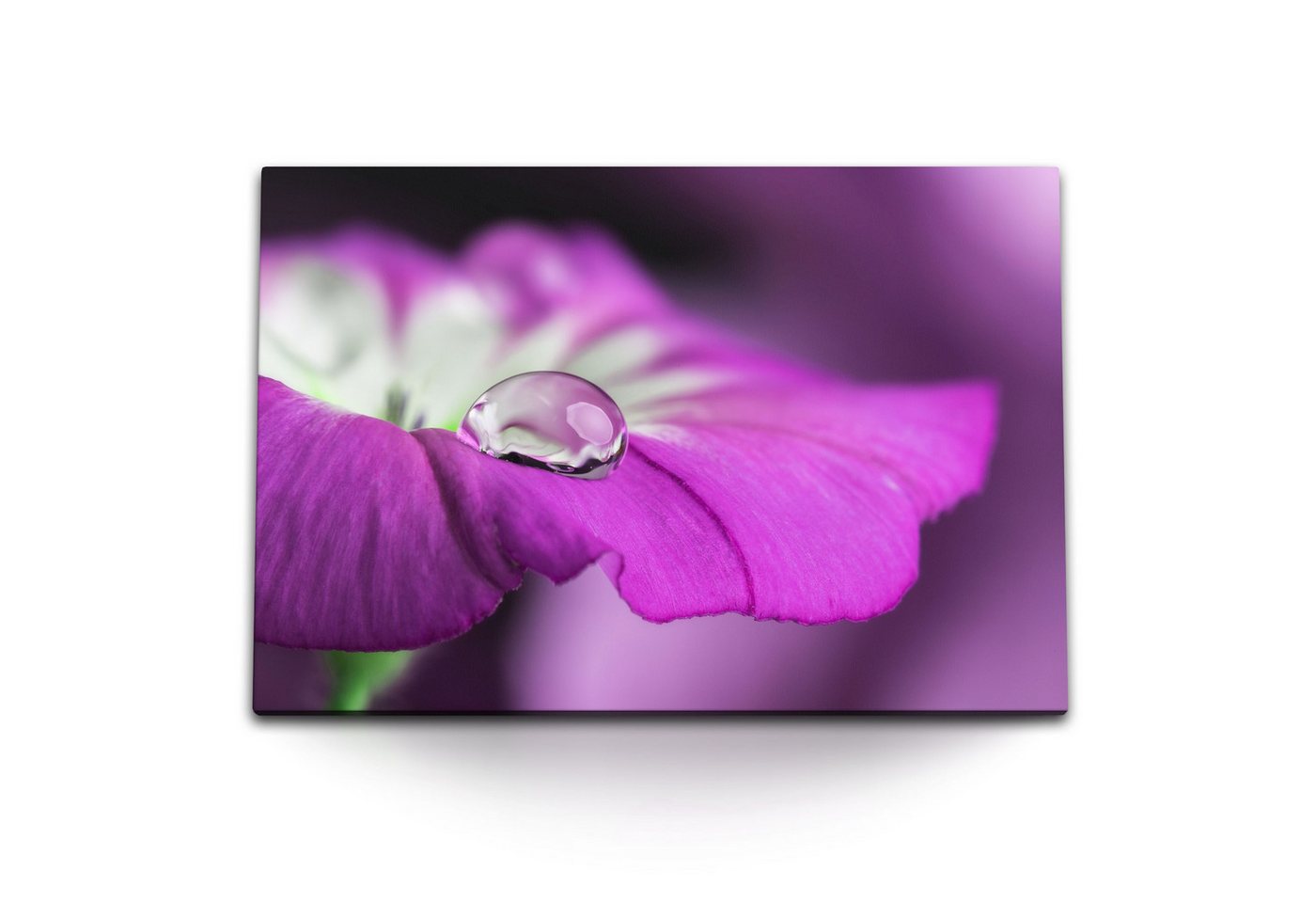 Sinus Art Leinwandbild 120x80cm Wandbild auf Leinwand Blume Blüte Violett Wassertropfen Nahau, (1 St) von Sinus Art
