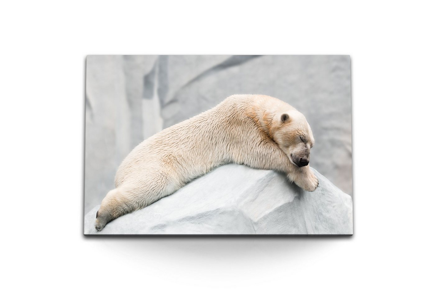 Sinus Art Leinwandbild 120x80cm Wandbild auf Leinwand Eisbär im Zoo Tierfotografie weißes Fel, (1 St) von Sinus Art