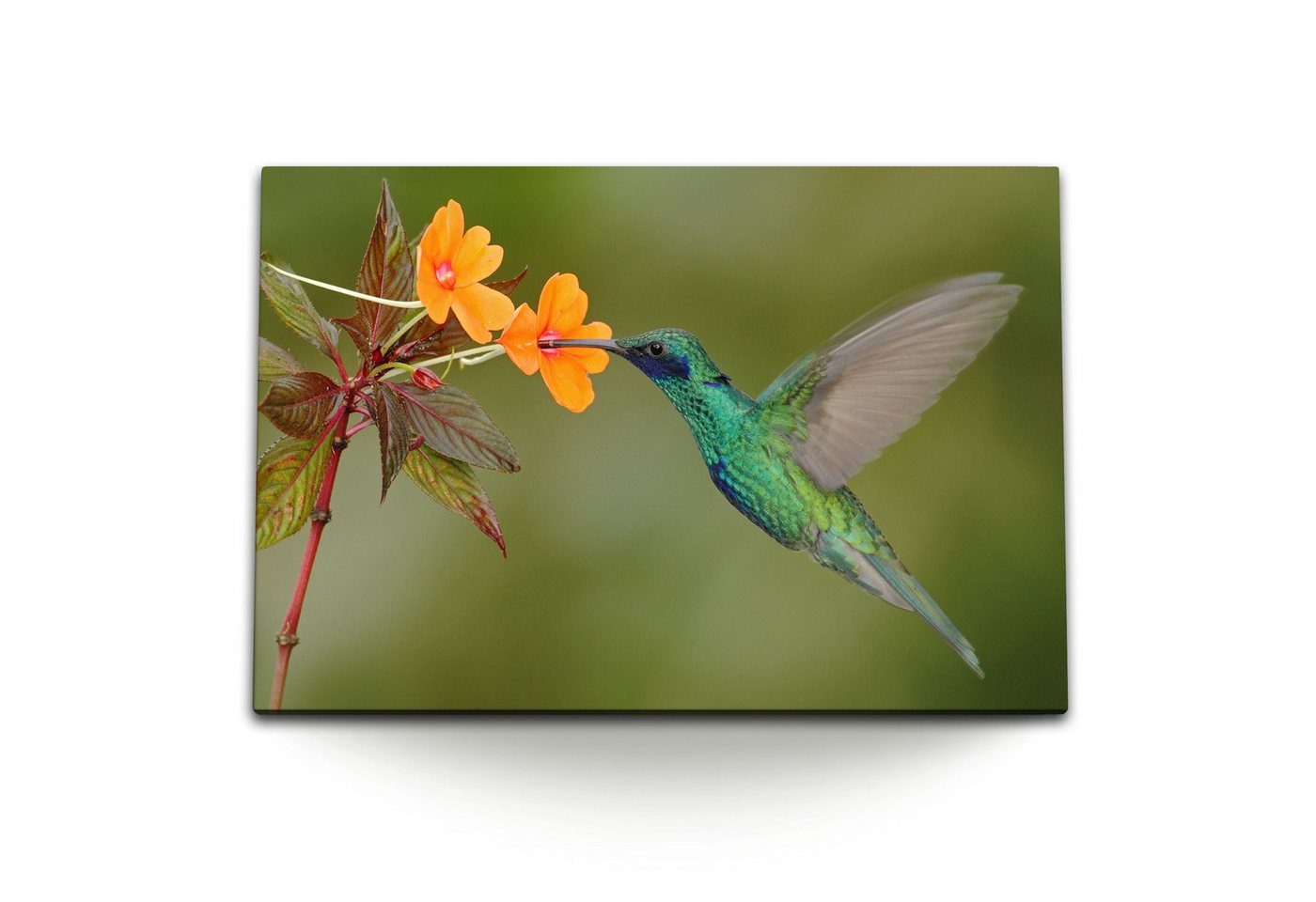 Sinus Art Leinwandbild 120x80cm Wandbild auf Leinwand Exotische Blume Kolibri kleiner Vogel T, (1 St) von Sinus Art