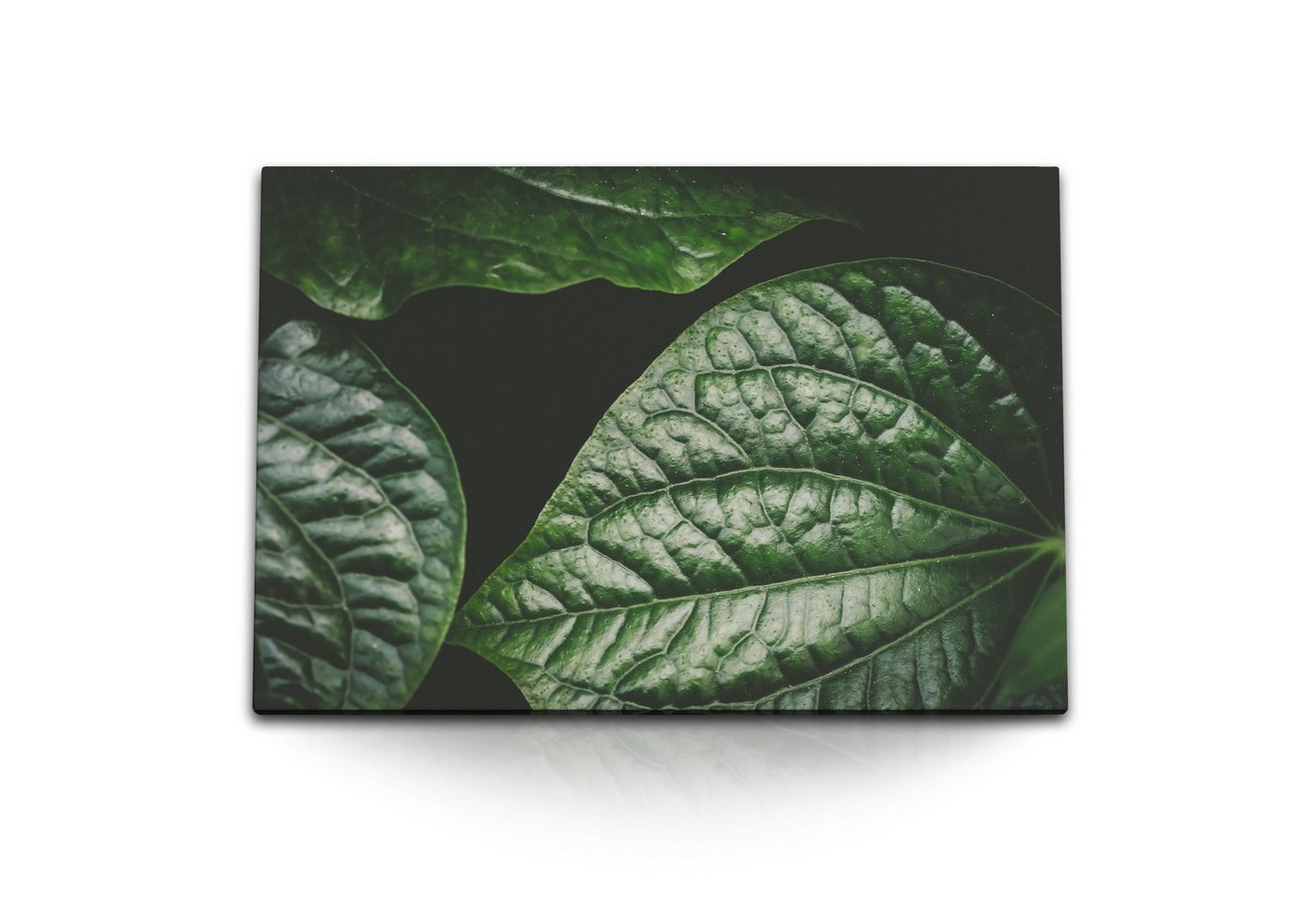 Sinus Art Leinwandbild 120x80cm Wandbild auf Leinwand Grüne Pflanzenblätter Natur Dunkel Kuns, (1 St) von Sinus Art