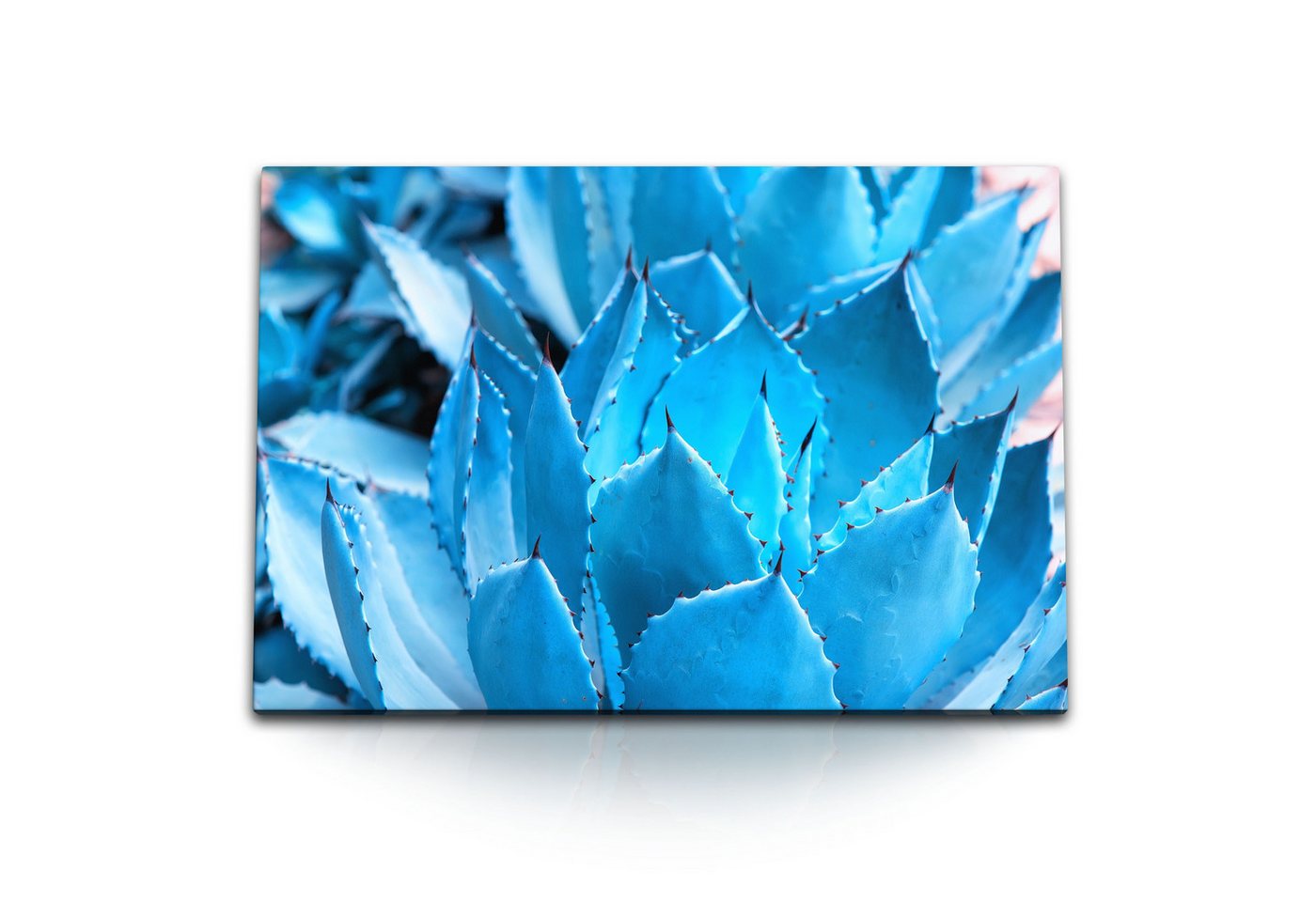 Sinus Art Leinwandbild 120x80cm Wandbild auf Leinwand Hellblauer Kaktus Pflanze Blau Fotokuns, (1 St) von Sinus Art