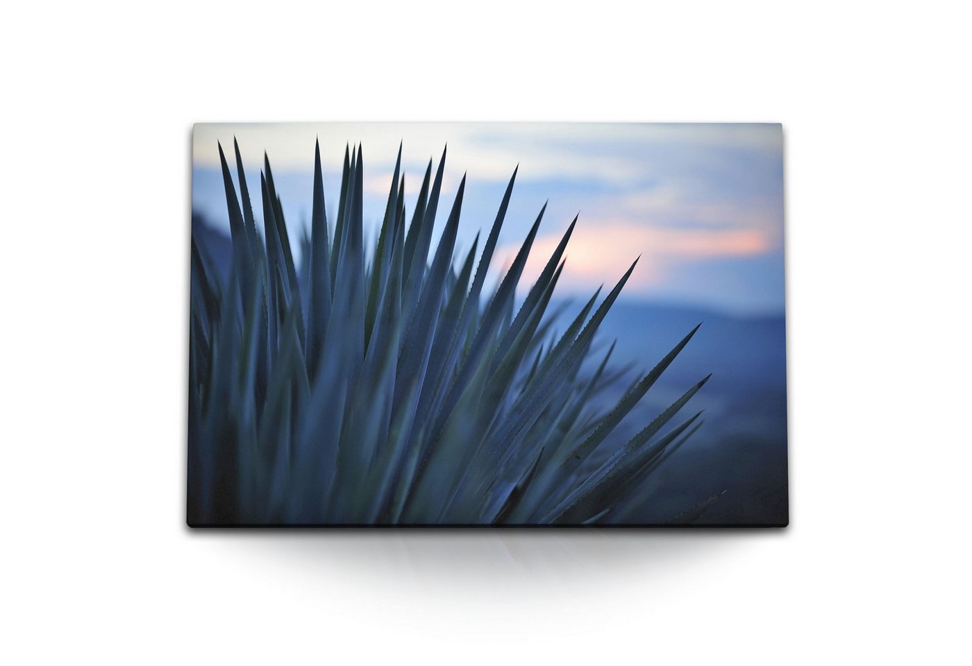 Sinus Art Leinwandbild 120x80cm Wandbild auf Leinwand Kaktus Pflanze Stachelpflanze Grün Sonn, (1 St) von Sinus Art