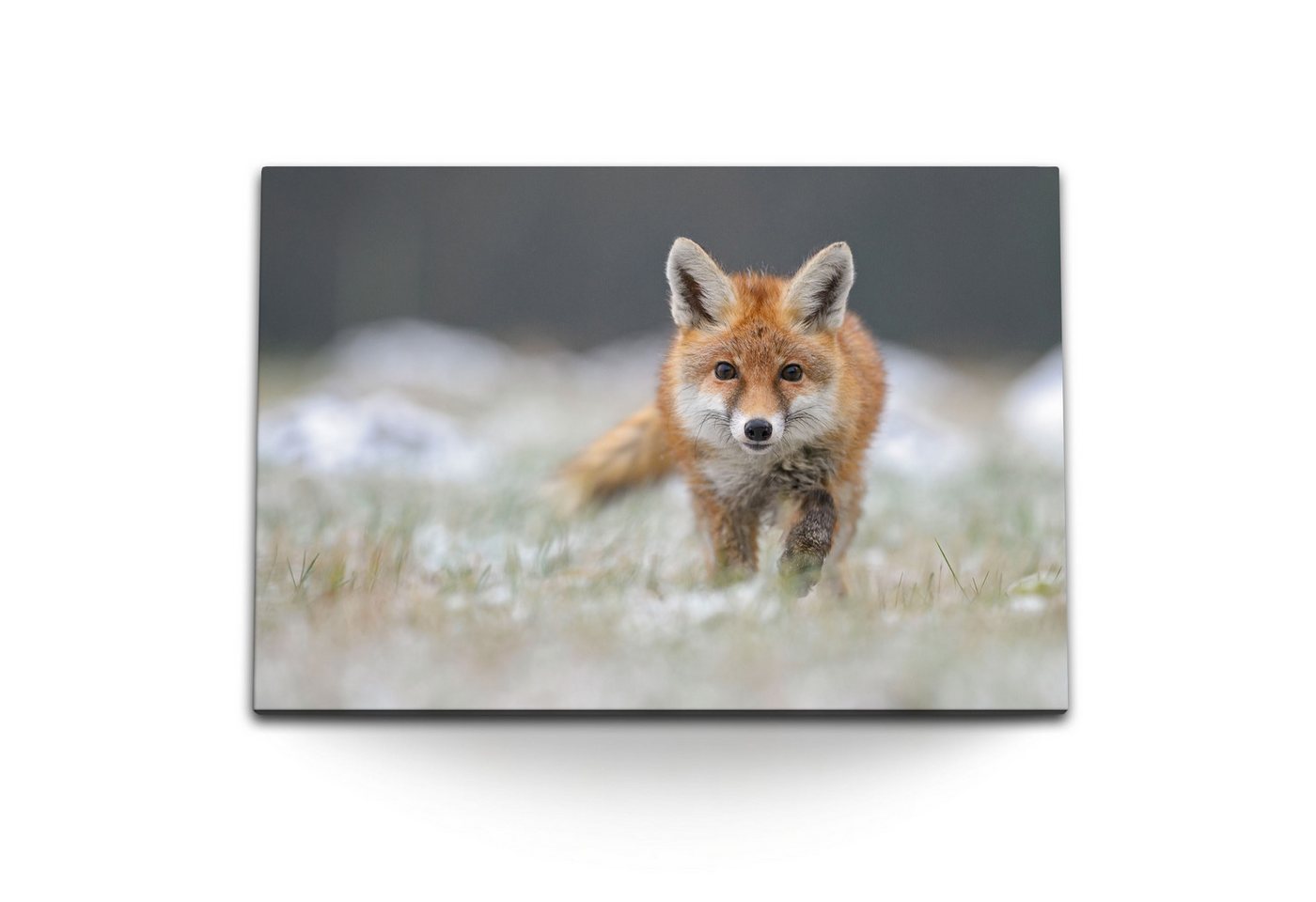 Sinus Art Leinwandbild 120x80cm Wandbild auf Leinwand Kleiner Fuchs Tierfotografie Natur Rotf, (1 St) von Sinus Art