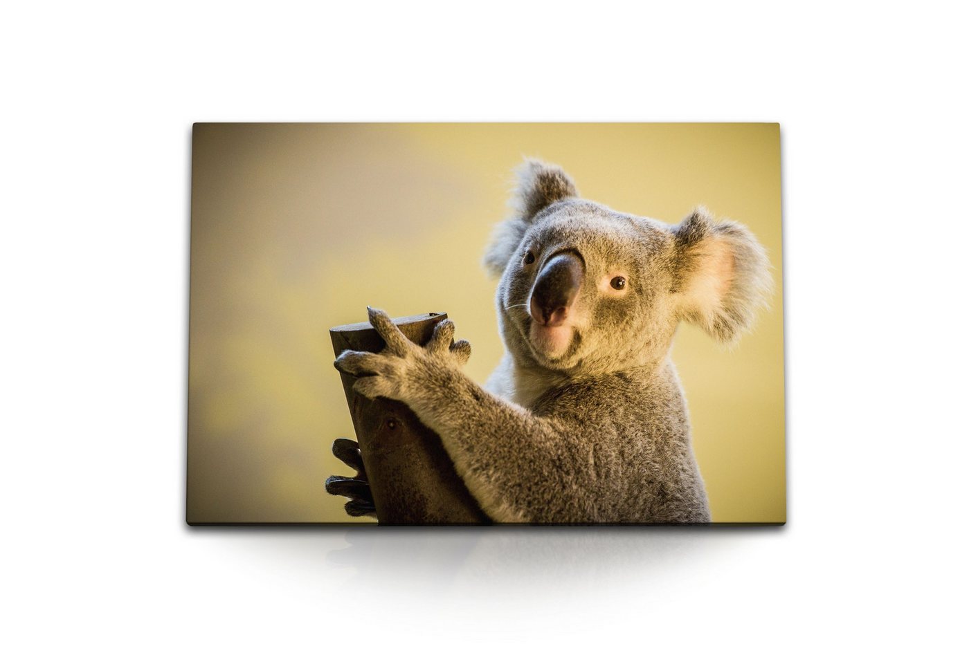 Sinus Art Leinwandbild 120x80cm Wandbild auf Leinwand Koala Koalabär Australien Tierfotografi, (1 St) von Sinus Art