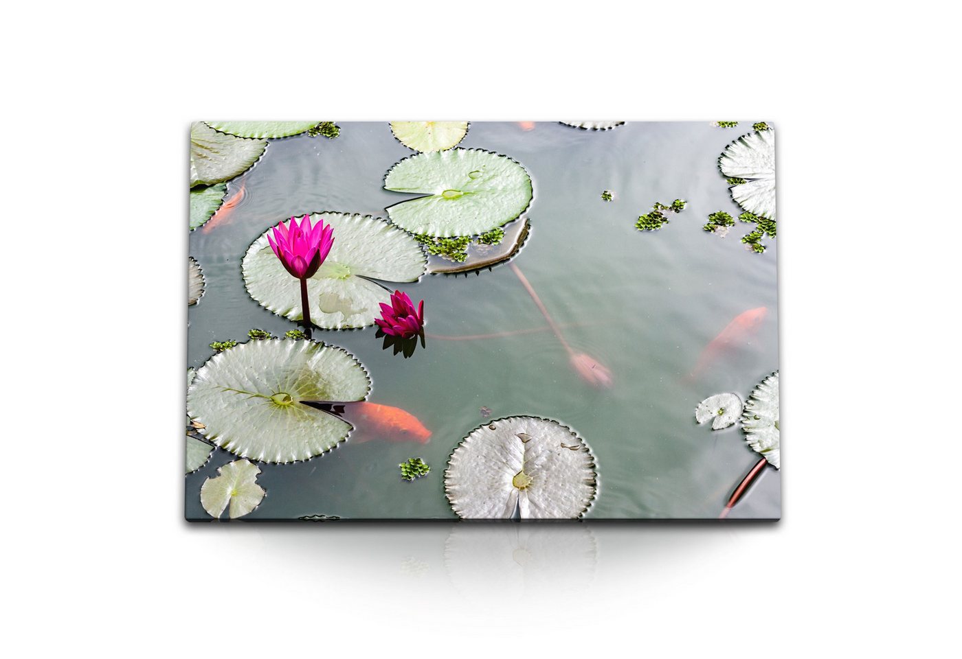 Sinus Art Leinwandbild 120x80cm Wandbild auf Leinwand Lotus Wasserblume Lotusblüte Teich Koi, (1 St) von Sinus Art