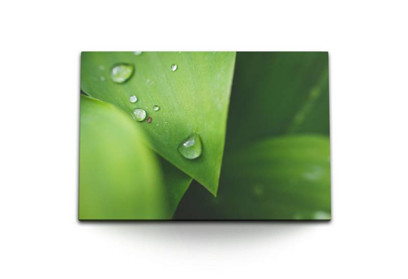 Sinus Art Leinwandbild 120x80cm Wandbild auf Leinwand Makrofotografie grüne Pflanze Natur Was, (1 St) von Sinus Art