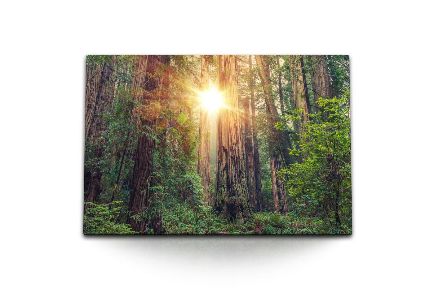 Sinus Art Leinwandbild 120x80cm Wandbild auf Leinwand Redwood Nationalpark Kalifornien große, (1 St) von Sinus Art