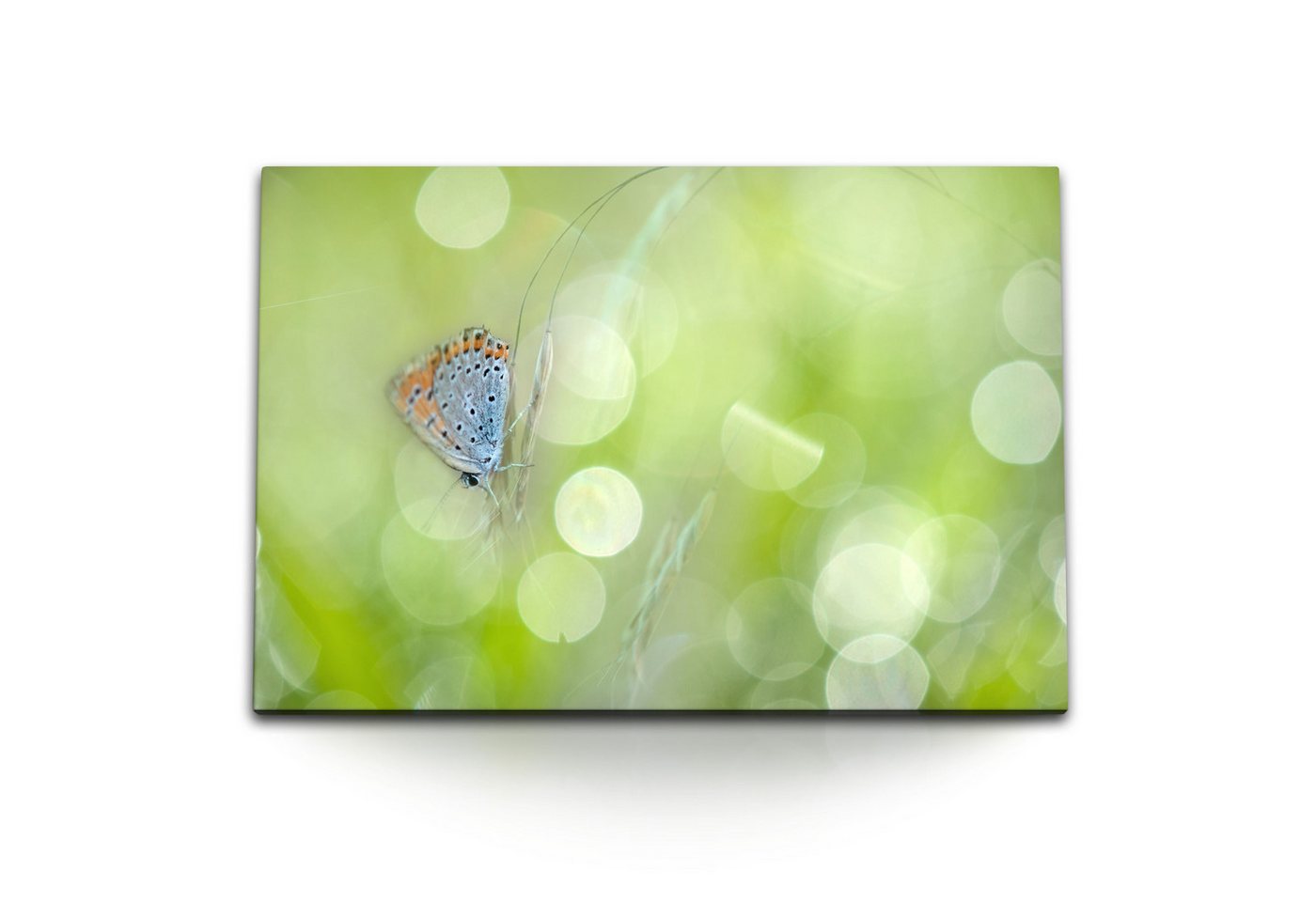 Sinus Art Leinwandbild 120x80cm Wandbild auf Leinwand Schmetterling Grün Natur Fotokunst Somm, (1 St) von Sinus Art