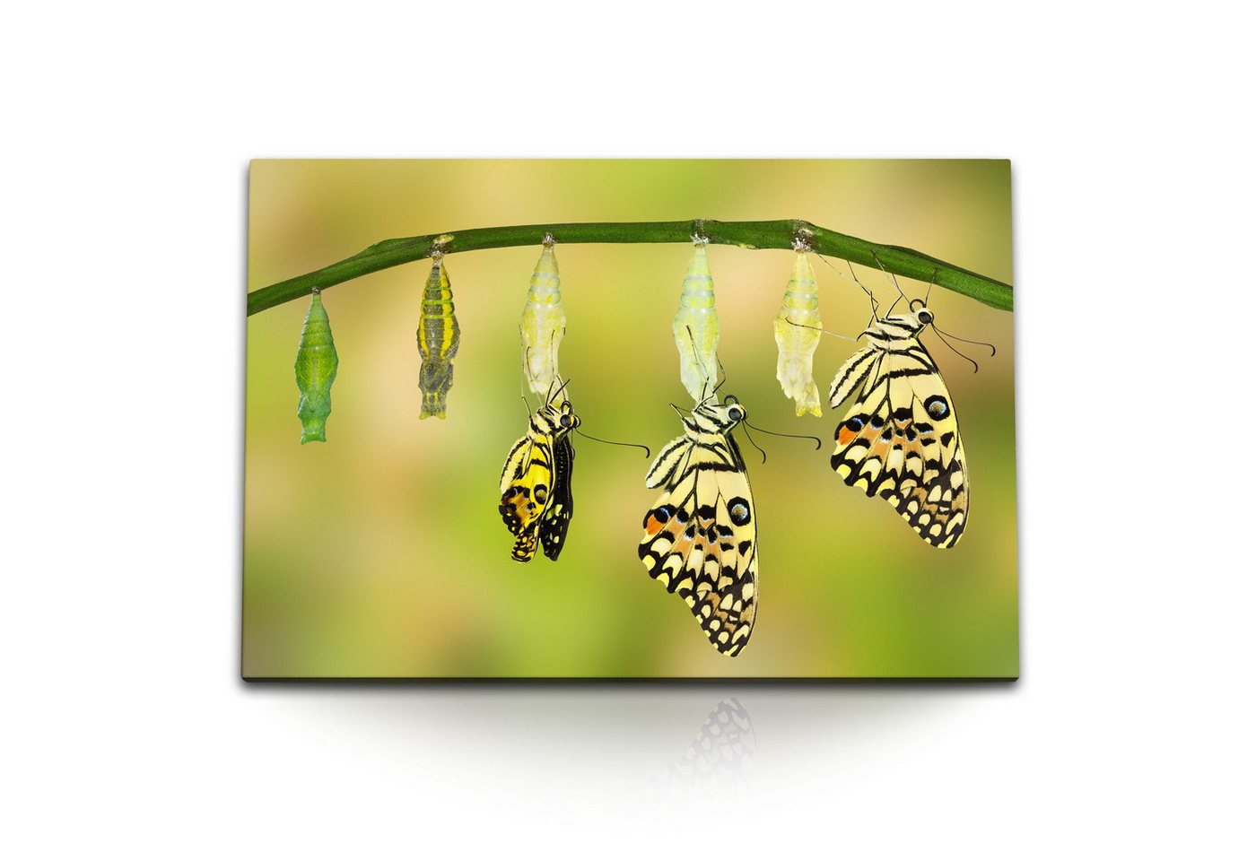 Sinus Art Leinwandbild 120x80cm Wandbild auf Leinwand Schmetterlinge Metamorphose Natur Grün, (1 St) von Sinus Art
