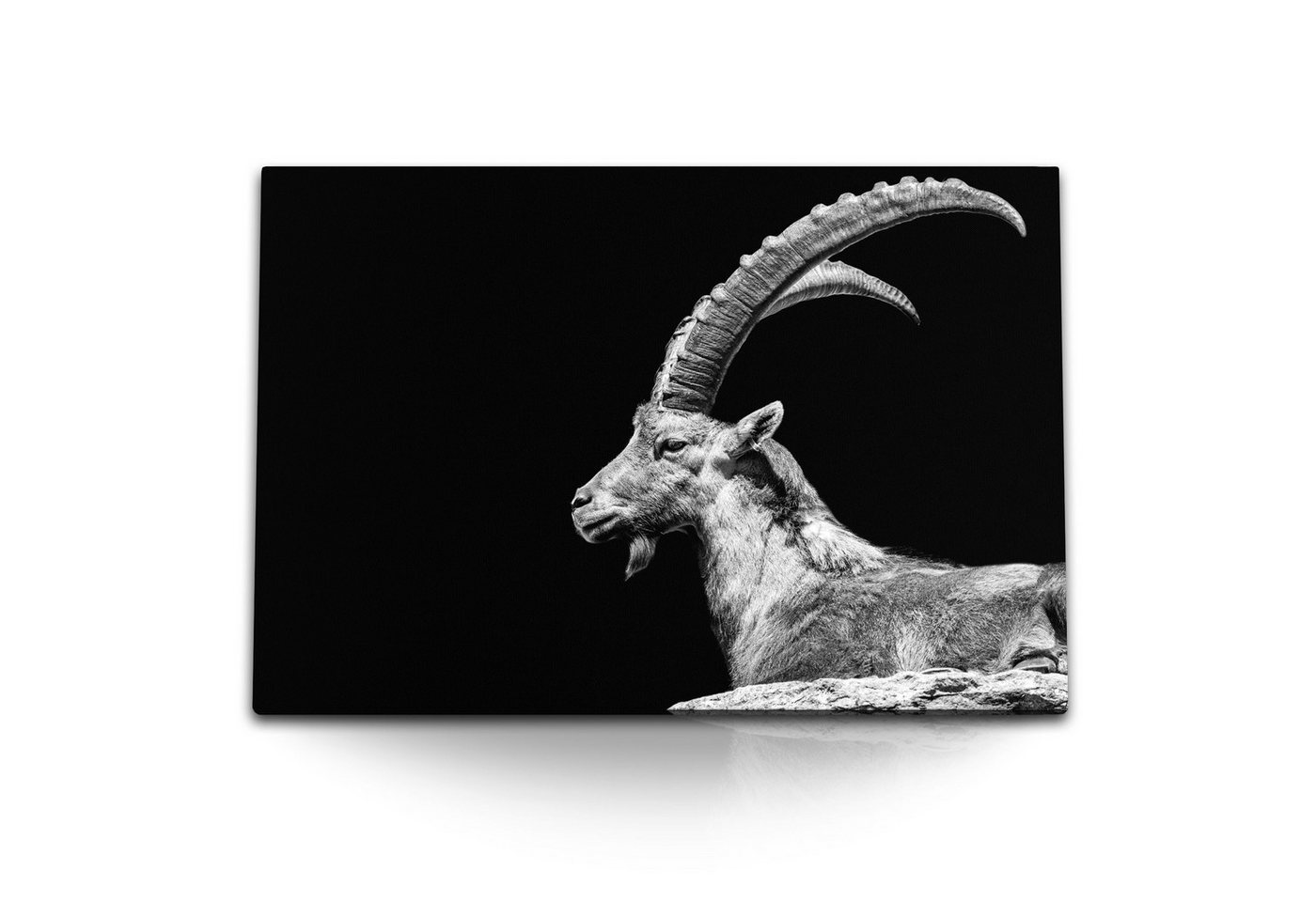 Sinus Art Leinwandbild 120x80cm Wandbild auf Leinwand Steinbock Tierfotografie schwarzer Hint, (1 St) von Sinus Art