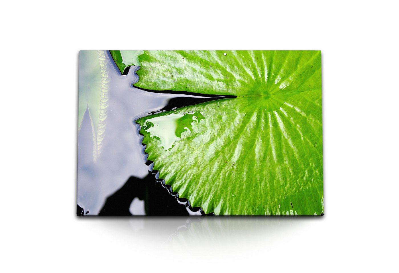 Sinus Art Leinwandbild 120x80cm Wandbild auf Leinwand Wasserblatt Wasserpflanze Teich Grün Na, (1 St) von Sinus Art