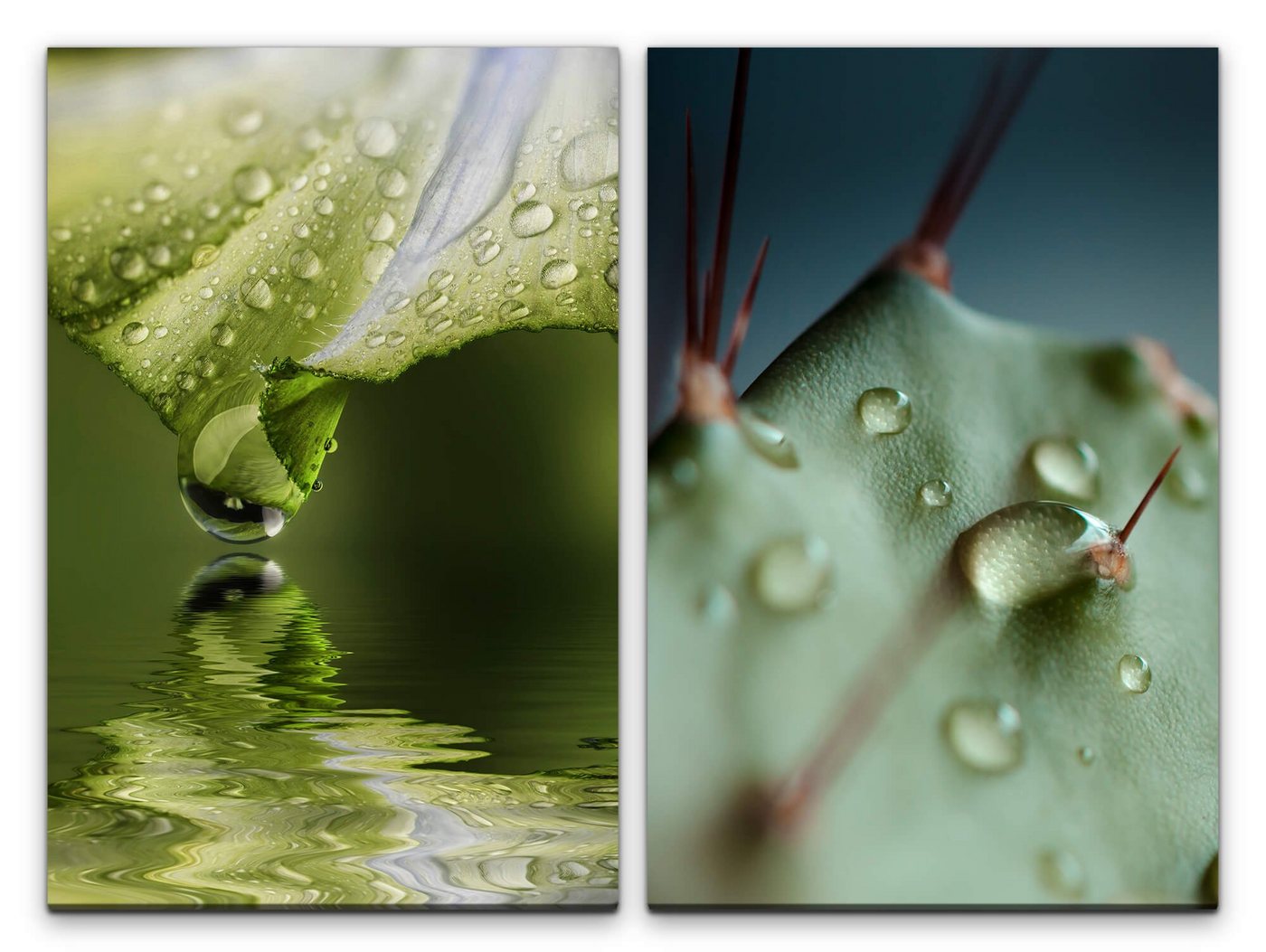 Sinus Art Leinwandbild 2 Bilder je 60x90cm Bach grüne Blüte Wasserperle Kaktus Stachel Natur Makrofotografie von Sinus Art