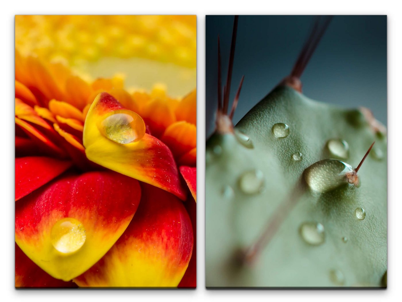 Sinus Art Leinwandbild 2 Bilder je 60x90cm Blume Blüte Kaktus Wassertropfen Grün Nahaufnahme Makrofotografie von Sinus Art