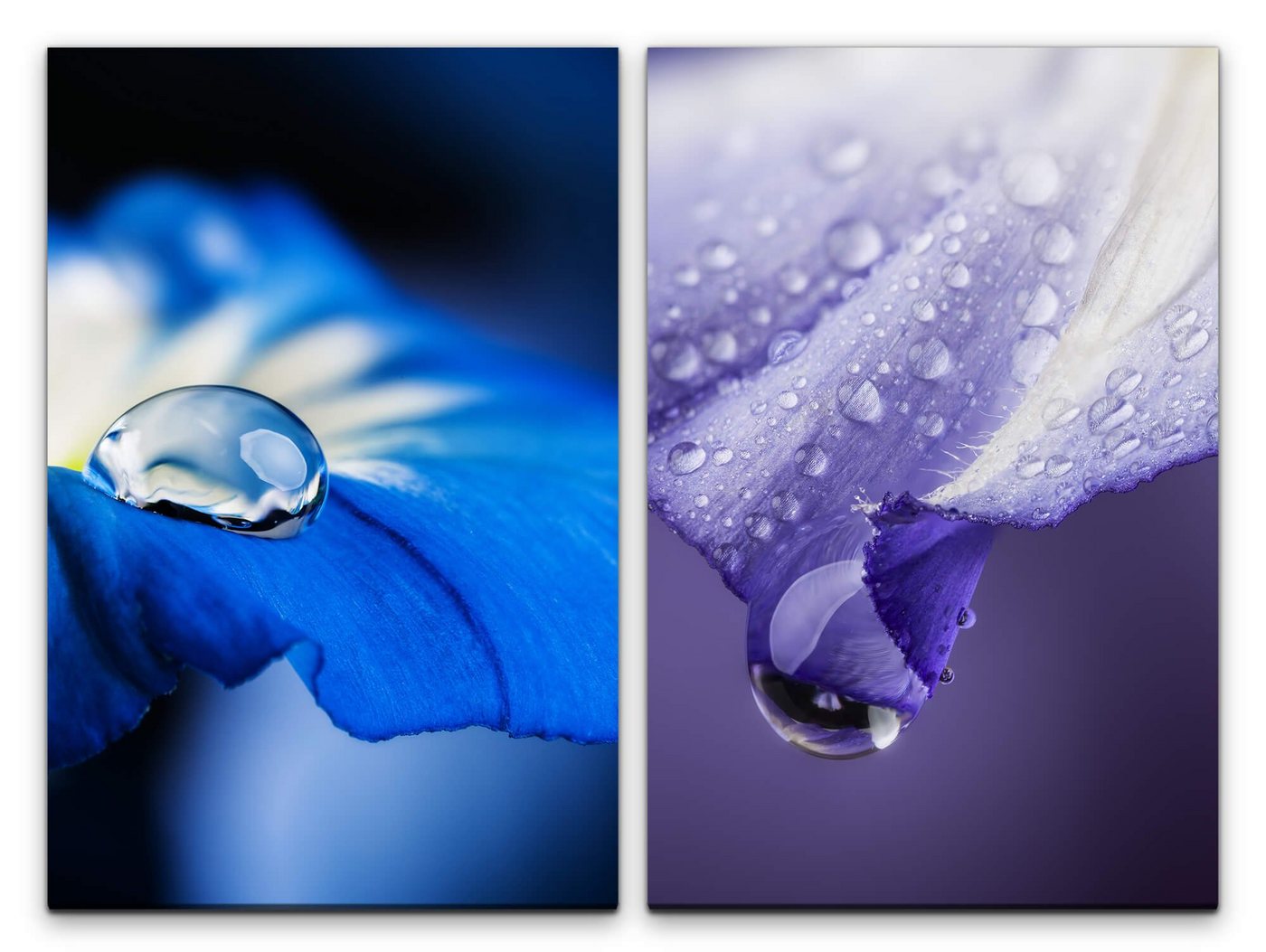 Sinus Art Leinwandbild 2 Bilder je 60x90cm Blumen Blüten Wassertropfen Blau Violett Nahaufnahme Makro von Sinus Art