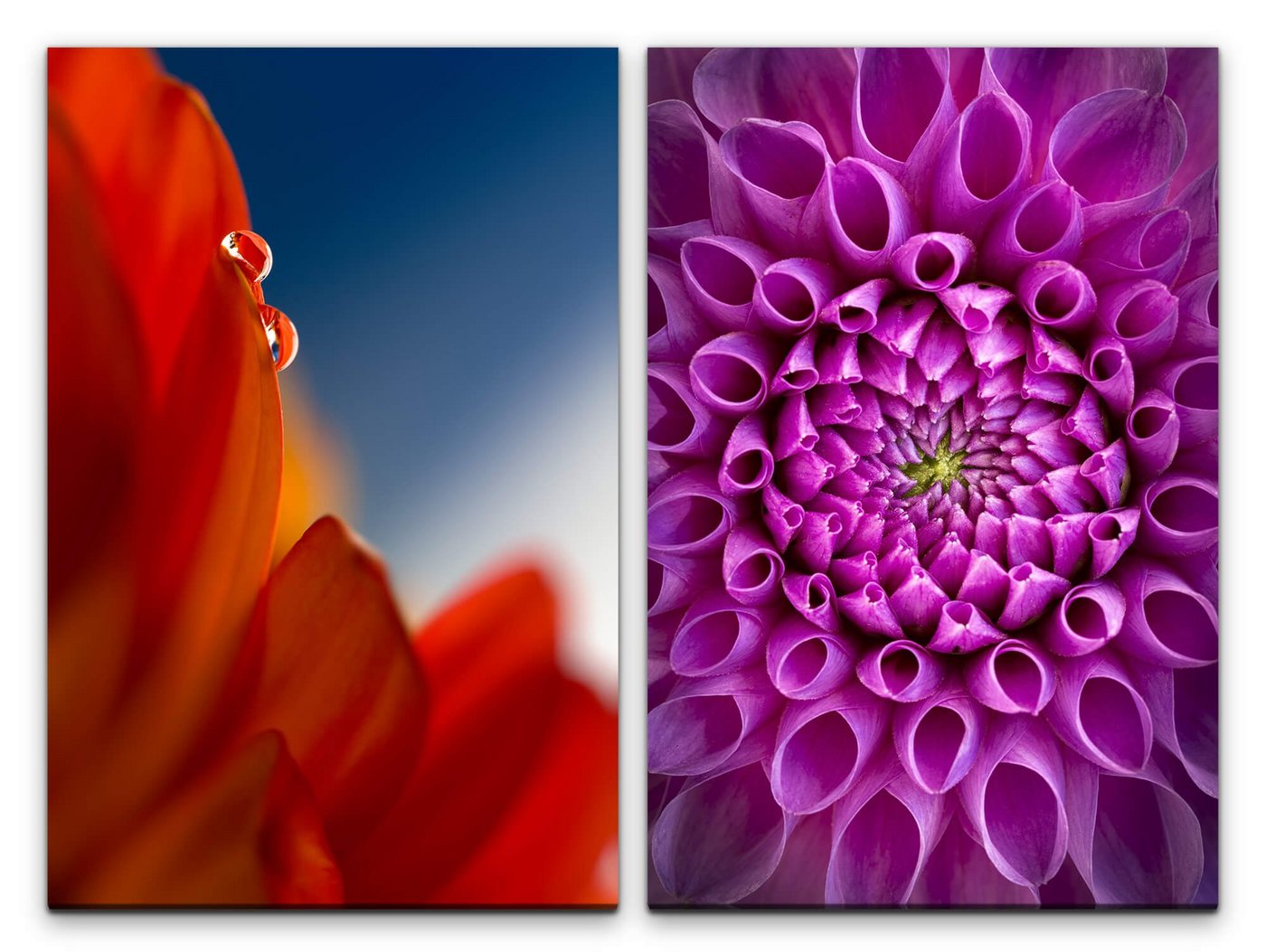 Sinus Art Leinwandbild 2 Bilder je 60x90cm Dahlie Blumen Rot Rosa Wassertropfen Sommer Makrofotografie von Sinus Art