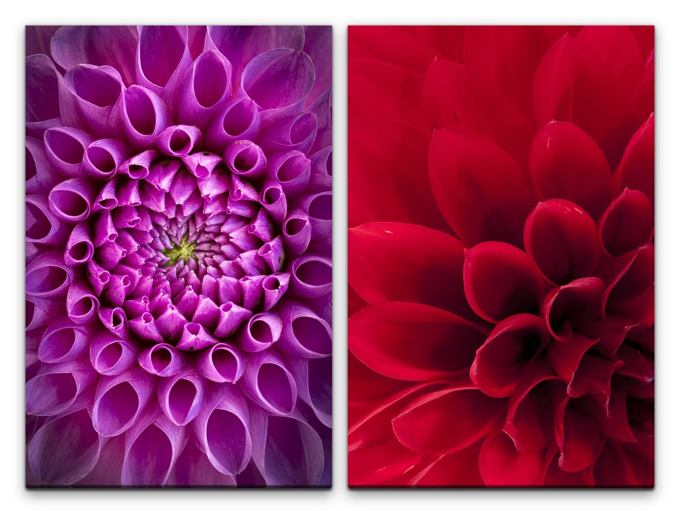 Sinus Art Leinwandbild 2 Bilder je 60x90cm Dahlie rote Blume Lila Sommer Farbenfroh Makrofotografie Warm von Sinus Art