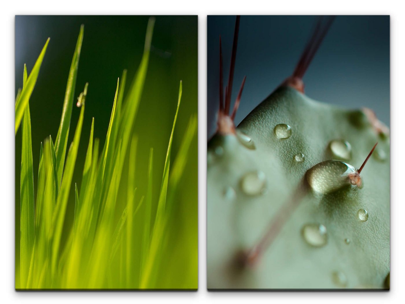 Sinus Art Leinwandbild 2 Bilder je 60x90cm Gras Grashalme Kaktus Regentropfen Grün Erfrischend Makrofotografie von Sinus Art