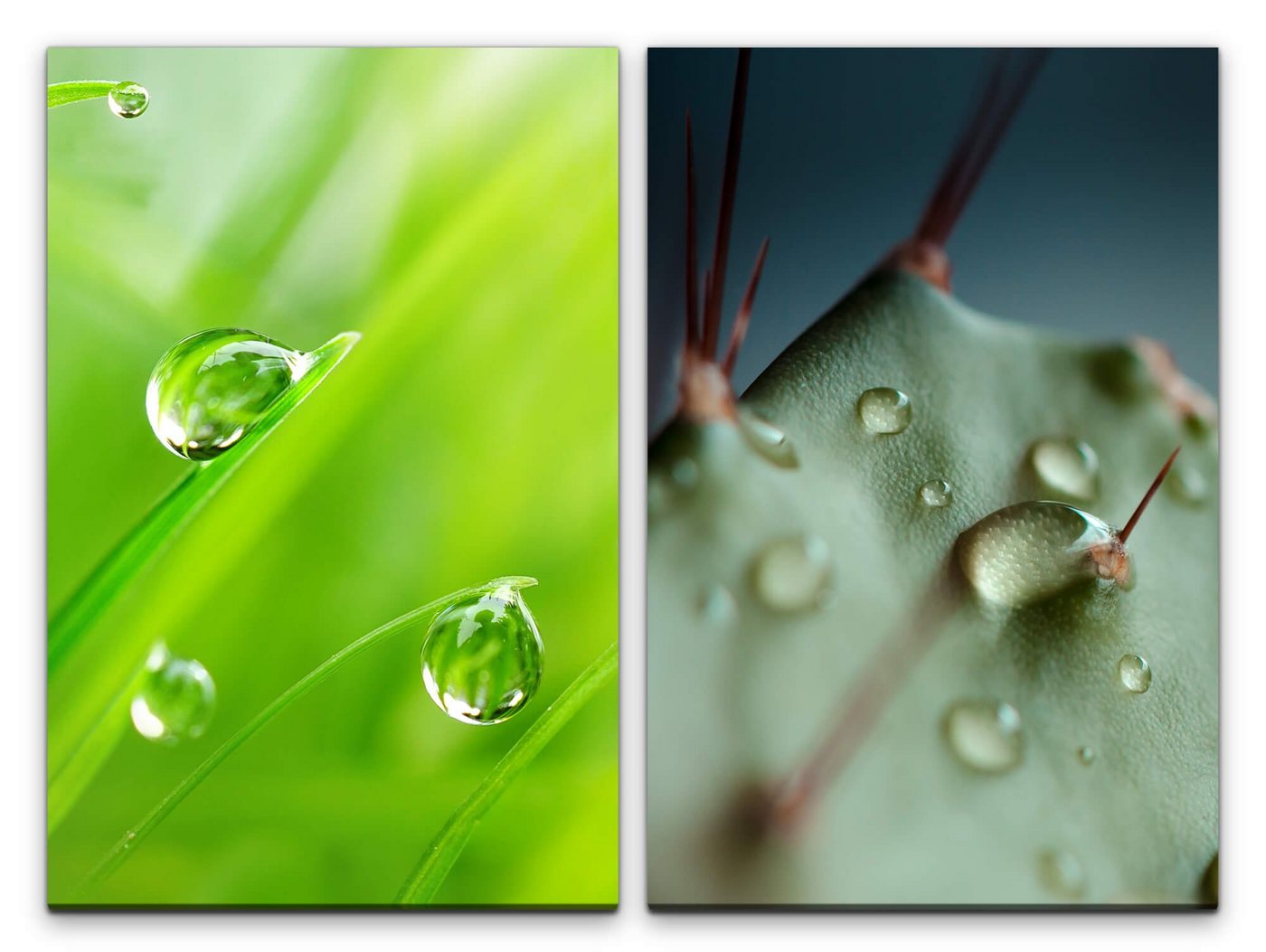 Sinus Art Leinwandbild 2 Bilder je 60x90cm Gras Grashalme Wassertropfen Grün Kaktus Frische Makrofotografie von Sinus Art