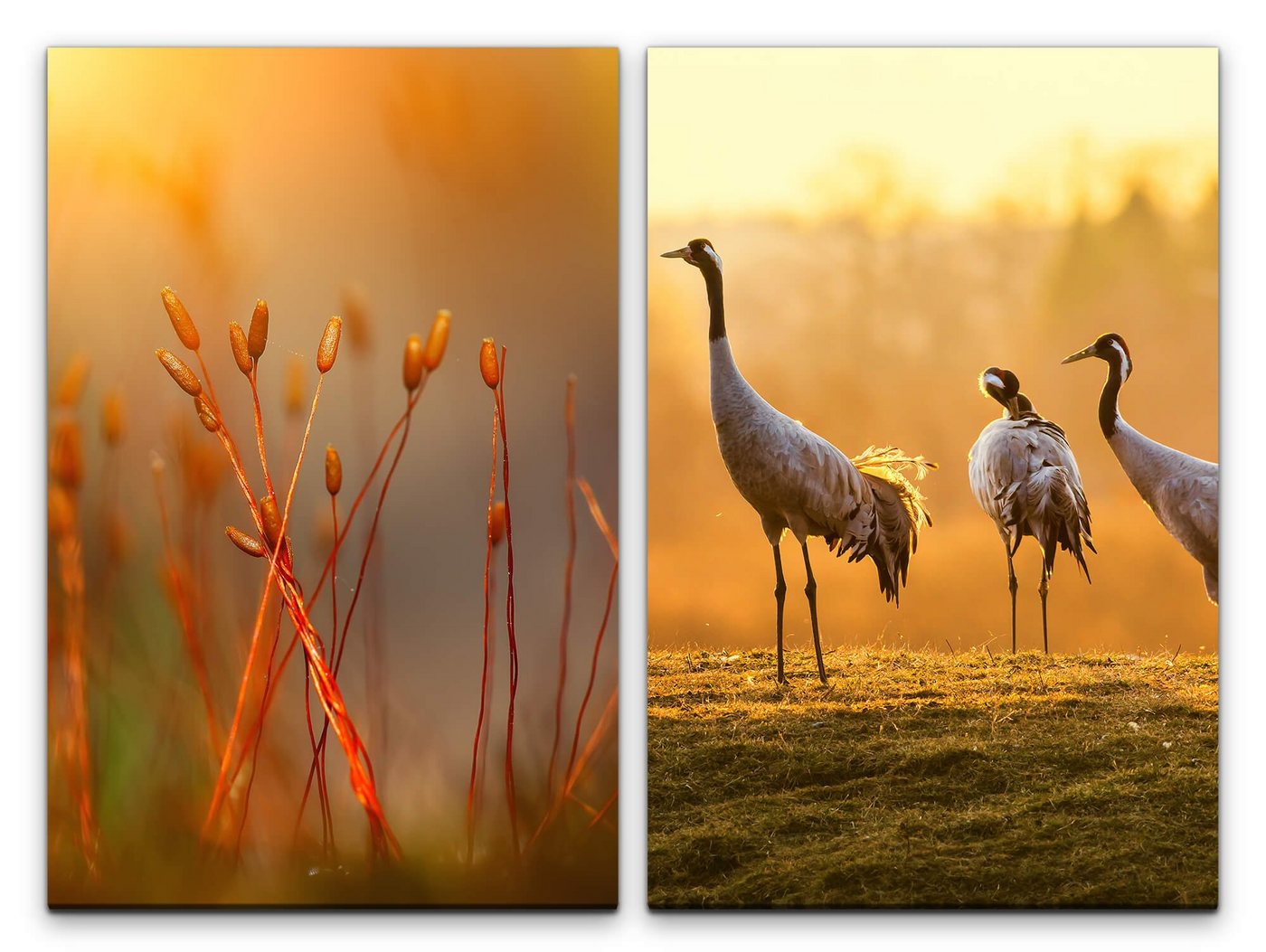 Sinus Art Leinwandbild 2 Bilder je 60x90cm Kraniche Natur Vögel Morgentau Sommer Sonnenaufgang Friedlich von Sinus Art