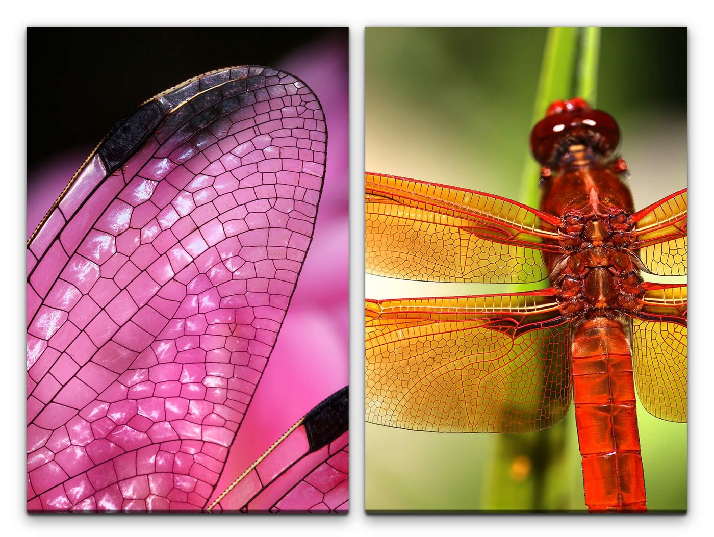 Sinus Art Leinwandbild 2 Bilder je 60x90cm Libelle Flügel Natur Dekorativ Rosa Nahaufnahme Makrofotografie von Sinus Art