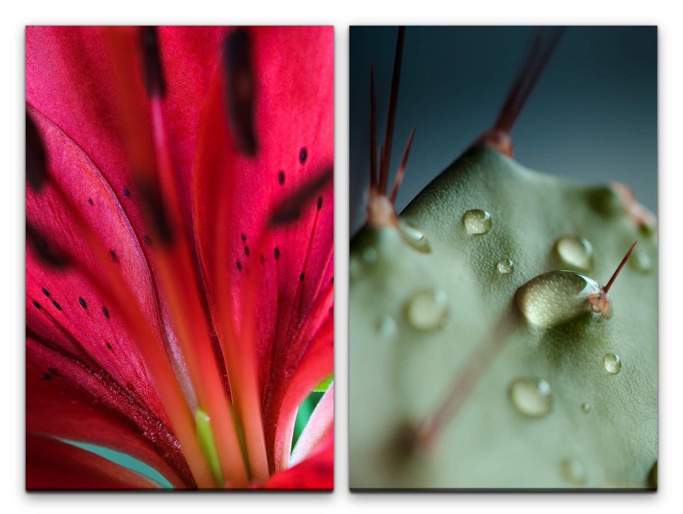 Sinus Art Leinwandbild 2 Bilder je 60x90cm Orchidee Blüte Kaktus Regentropfen Fotokunst Fokus Makrofotografie von Sinus Art