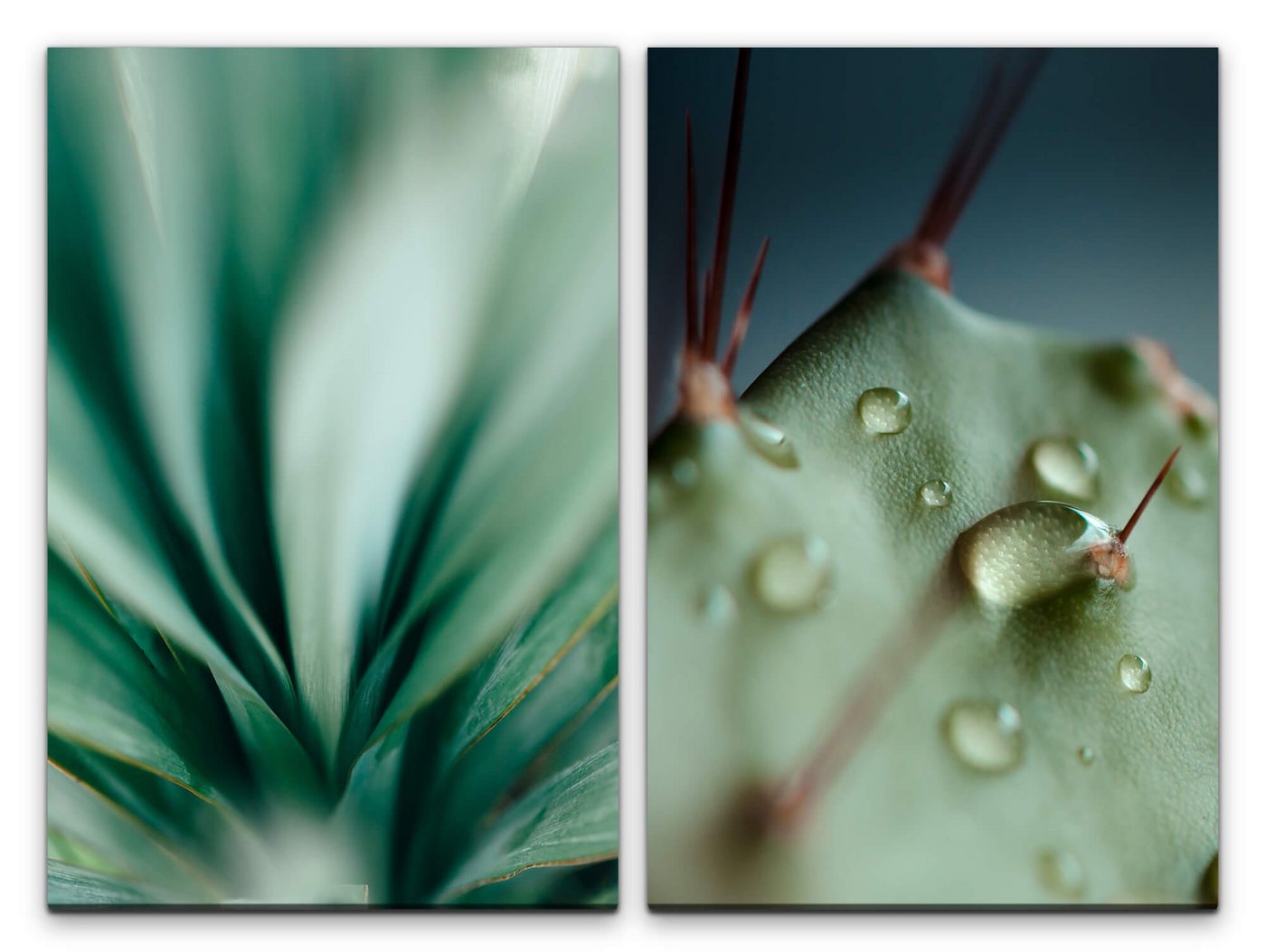 Sinus Art Leinwandbild 2 Bilder je 60x90cm Pflanzen Regentropfen Kaktus Grün Frisch Beruhigend Makrofotografie von Sinus Art
