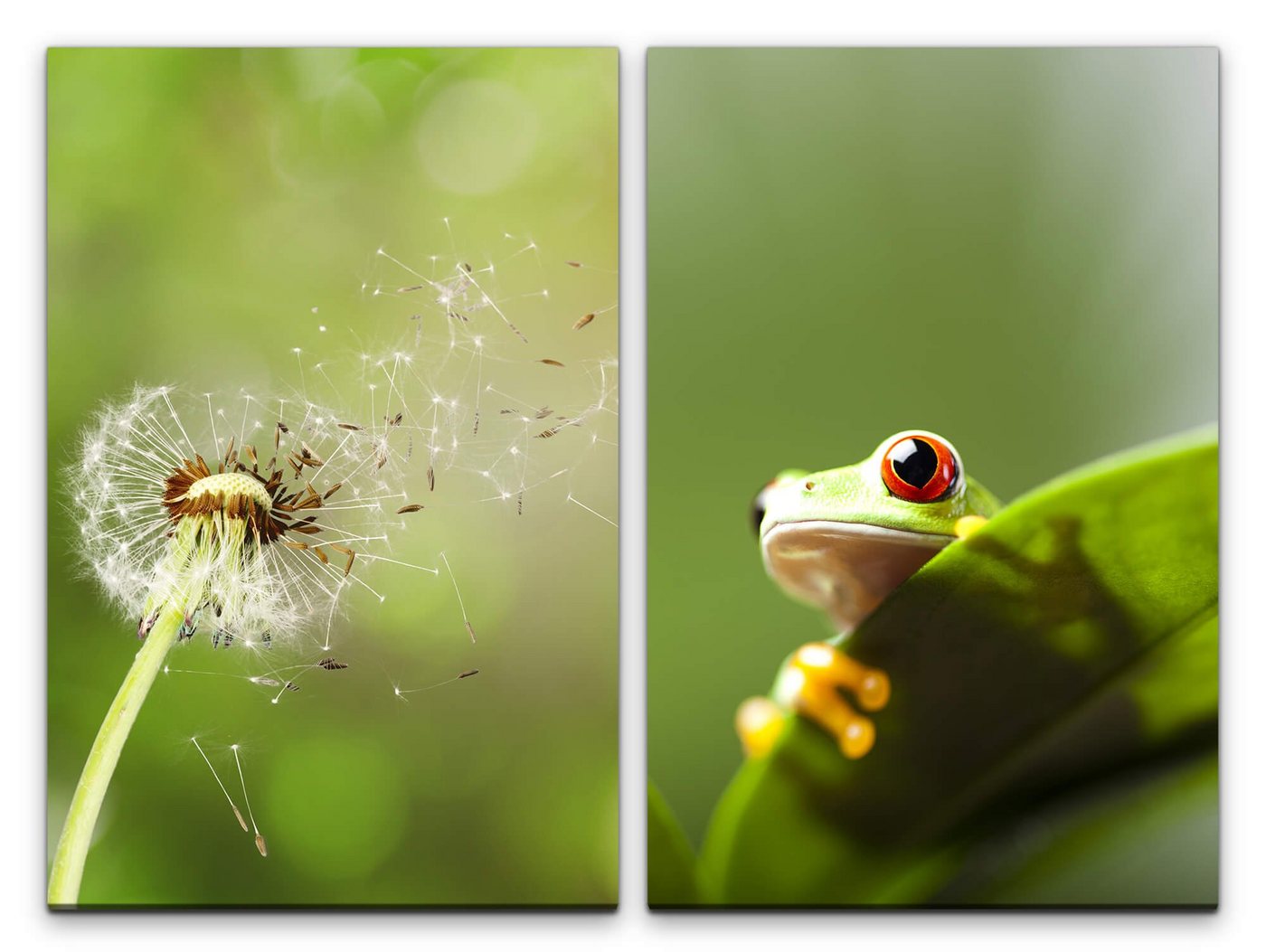 Sinus Art Leinwandbild 2 Bilder je 60x90cm Pusteblume Grün Frosch Harmonie Meditation Beruhigend Natur von Sinus Art