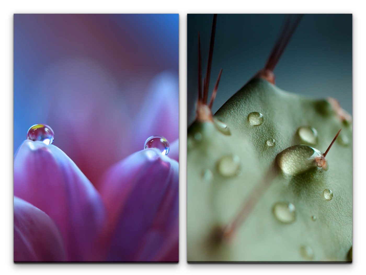 Sinus Art Leinwandbild 2 Bilder je 60x90cm Wasserperlen Blume Kaktus Grün Stachel Regentropfen Makro von Sinus Art