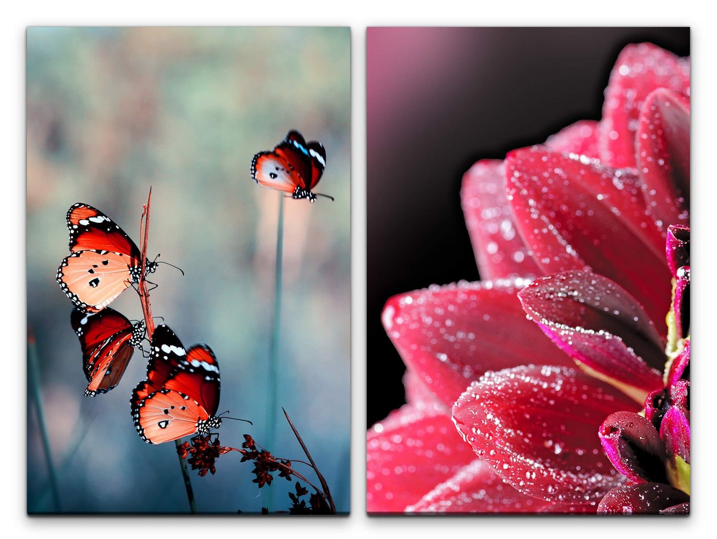 Sinus Art Leinwandbild 2 Bilder je 60x90cm Zinnien Sommer Schmetterlinge rote Blüte Idyllisch Fotokunst Makrofotografie von Sinus Art