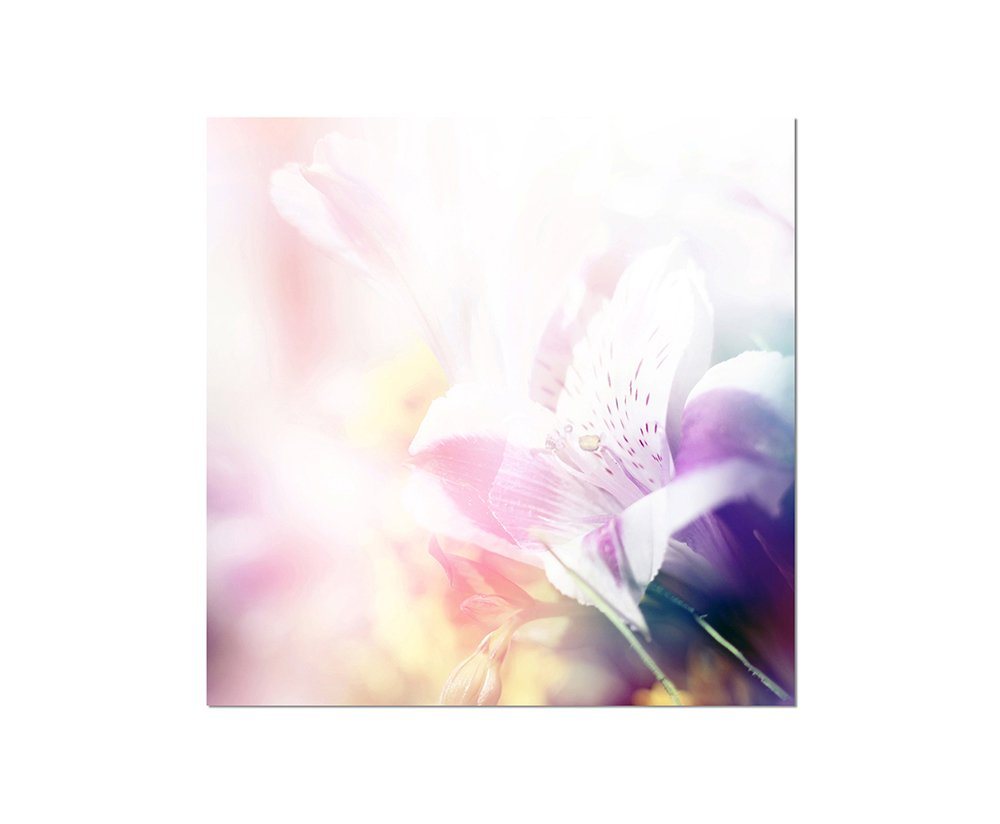 Sinus Art Leinwandbild 80x80cm Blüte Frühling Natur Hintergrund von Sinus Art