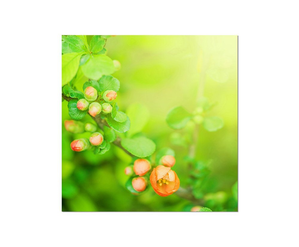 Sinus Art Leinwandbild 80x80cm Blumen Knospen Frühling Natur grün Sinus Art Leinwandbild 80x80cm Blumen Knospen Frühling Natur grün von Sinus Art