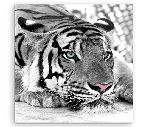 Sinus Art Leinwandbild 80x80cm Künstlerische Fotografie – Weißer Tiger mit grünen Augen von Sinus Art