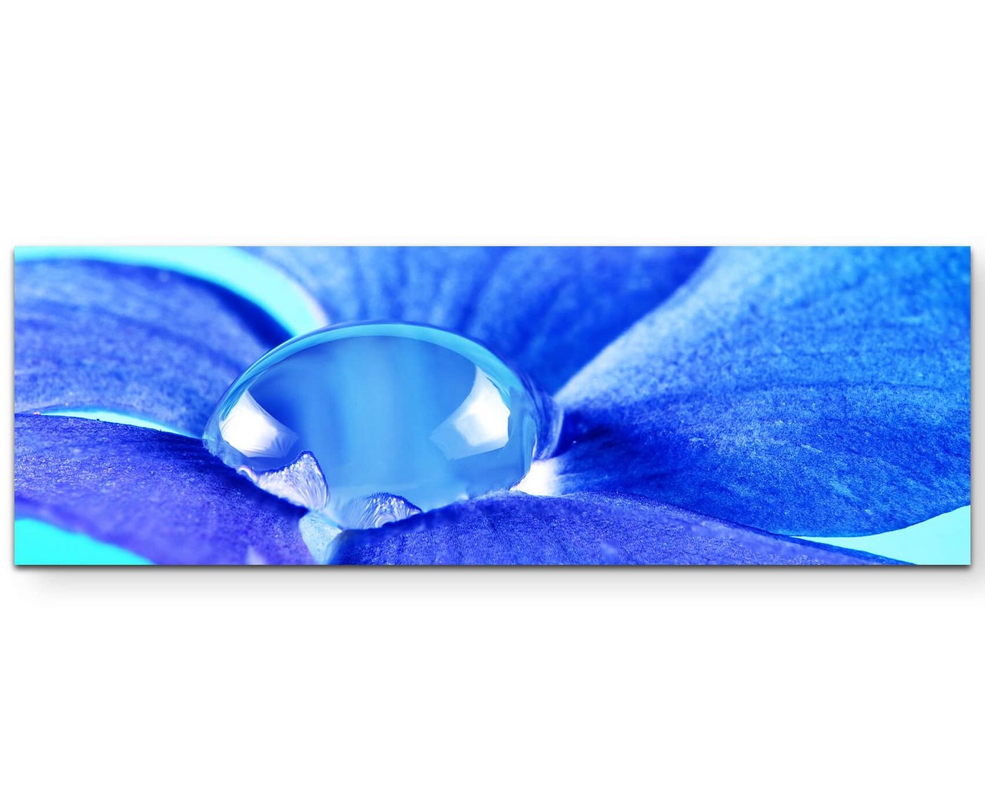 Sinus Art Leinwandbild Fotografie  Immergrün Blüte mit Wassertropfen + türkisfarbener Hintergrund - Leinwandbild von Sinus Art