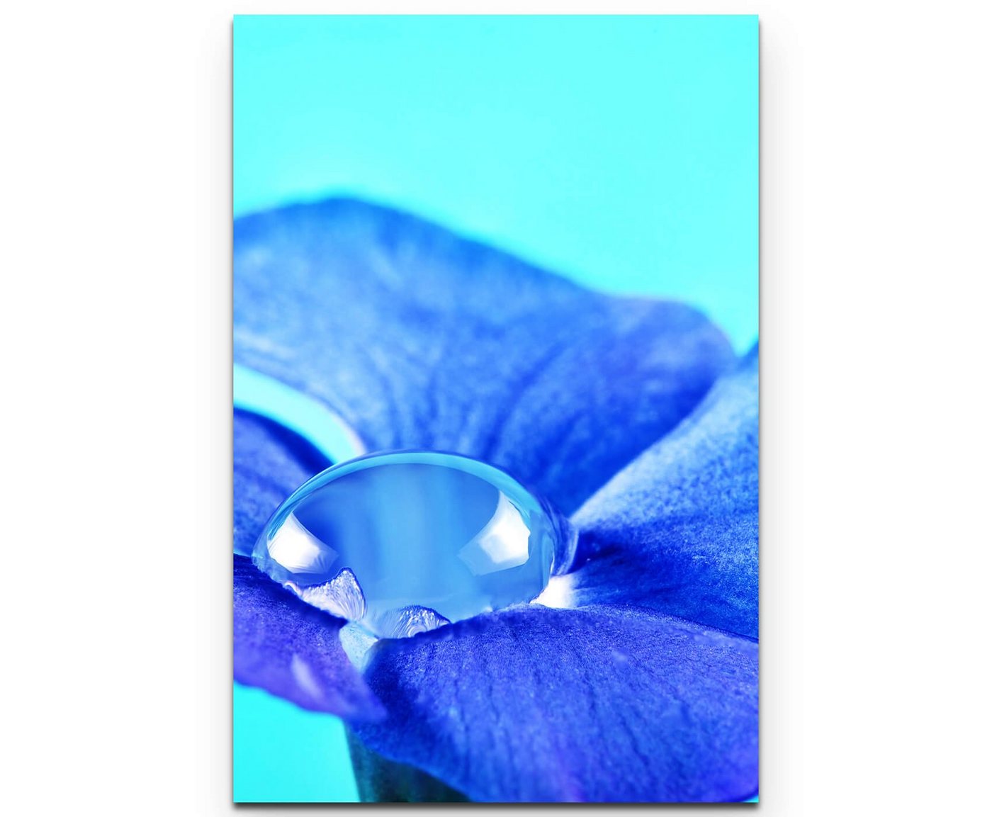 Sinus Art Leinwandbild Fotografie  Immergrün Blüte mit Wassertropfen + türkisfarbener Hintergrund - Leinwandbild von Sinus Art
