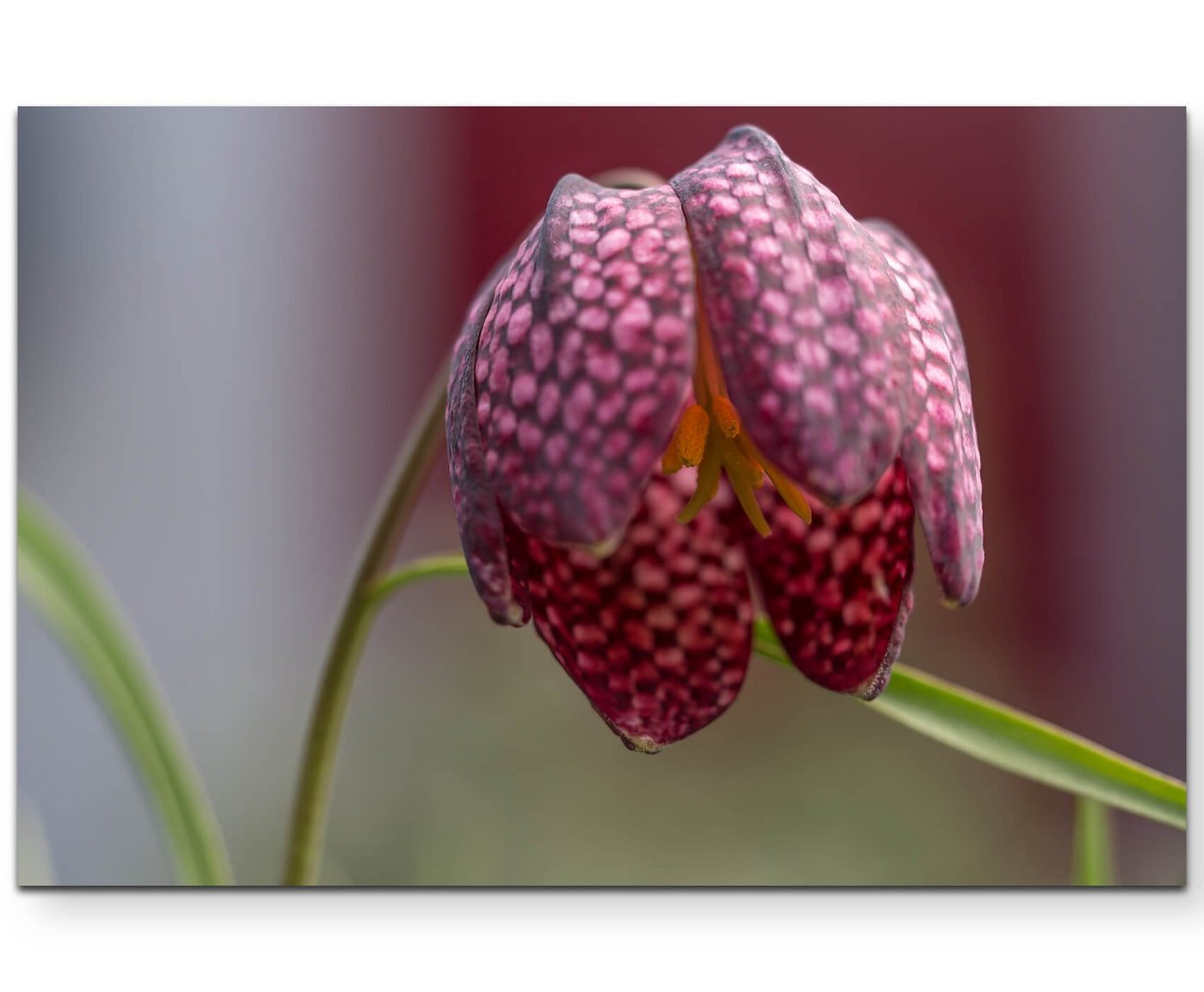 Sinus Art Leinwandbild Fritillaria Meleagris  Schlagenkopf Blume - Leinwandbild von Sinus Art