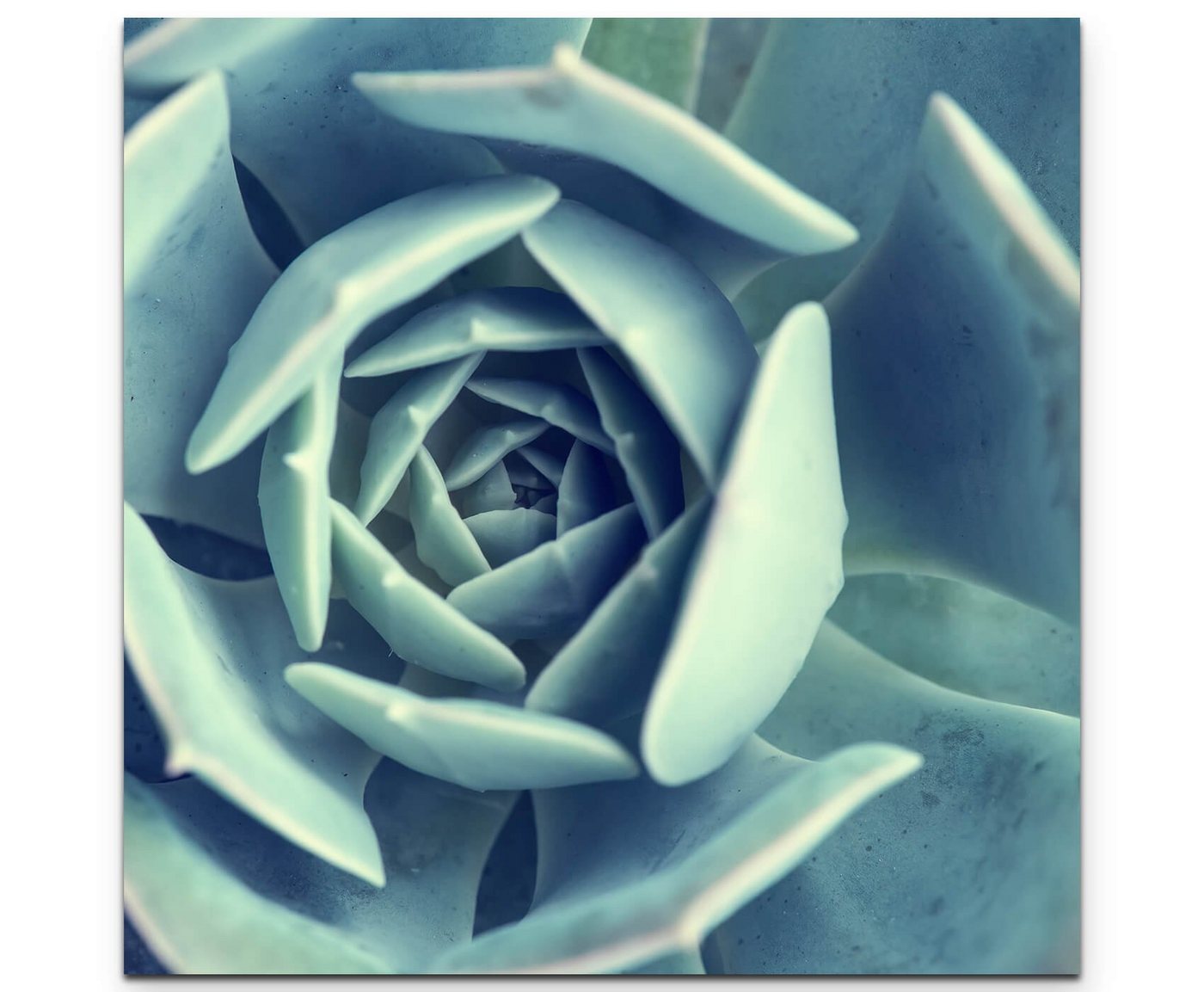 Sinus Art Leinwandbild Kaktus Nahaufnahme - Leinwandbild von Sinus Art