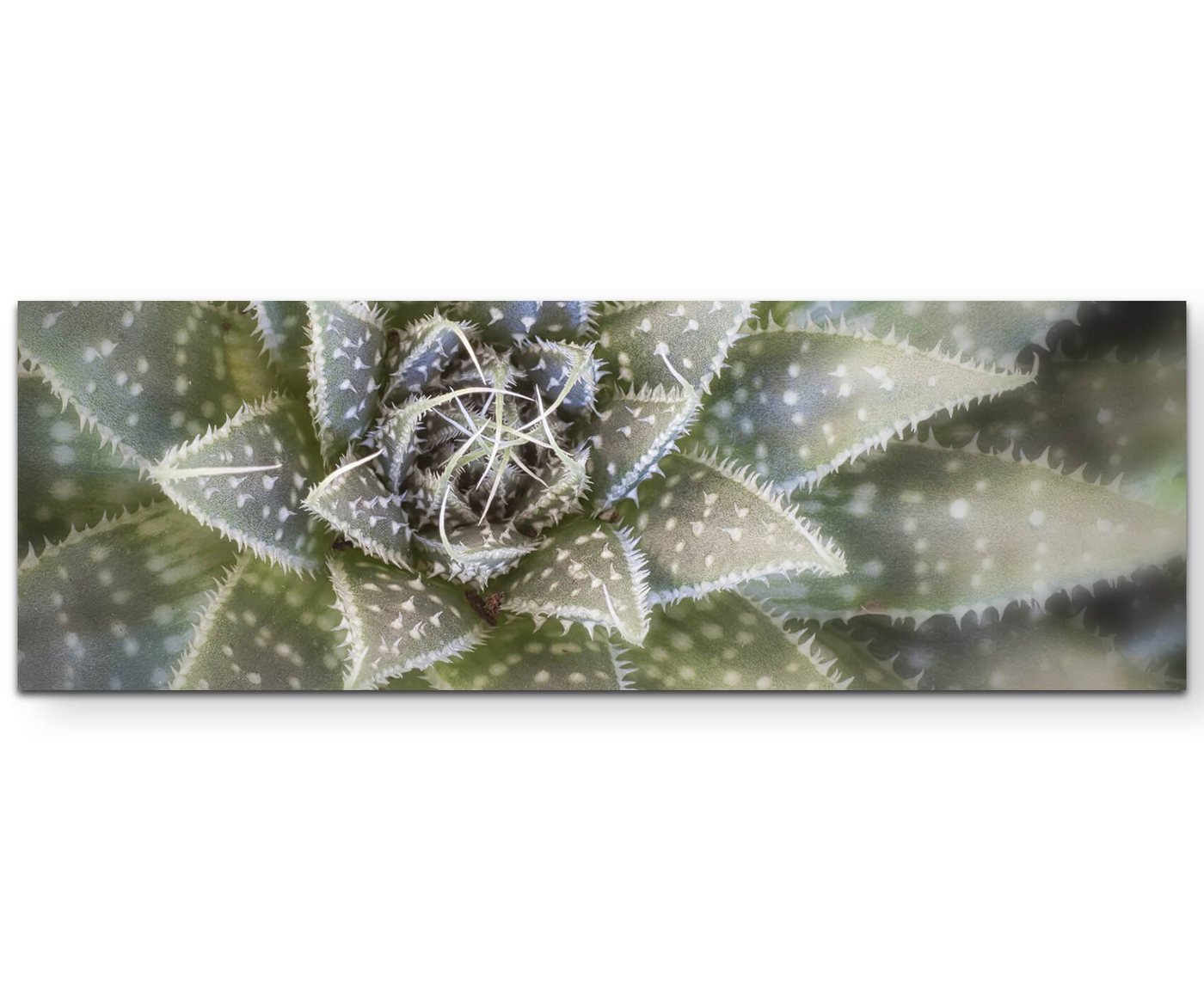 Sinus Art Leinwandbild Kaktus von oben - Leinwandbild von Sinus Art
