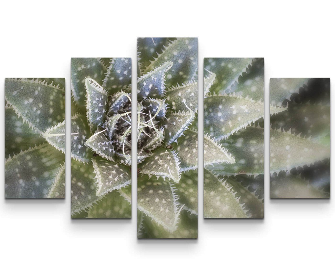 Sinus Art Leinwandbild Kaktus von oben - Leinwandbild von Sinus Art