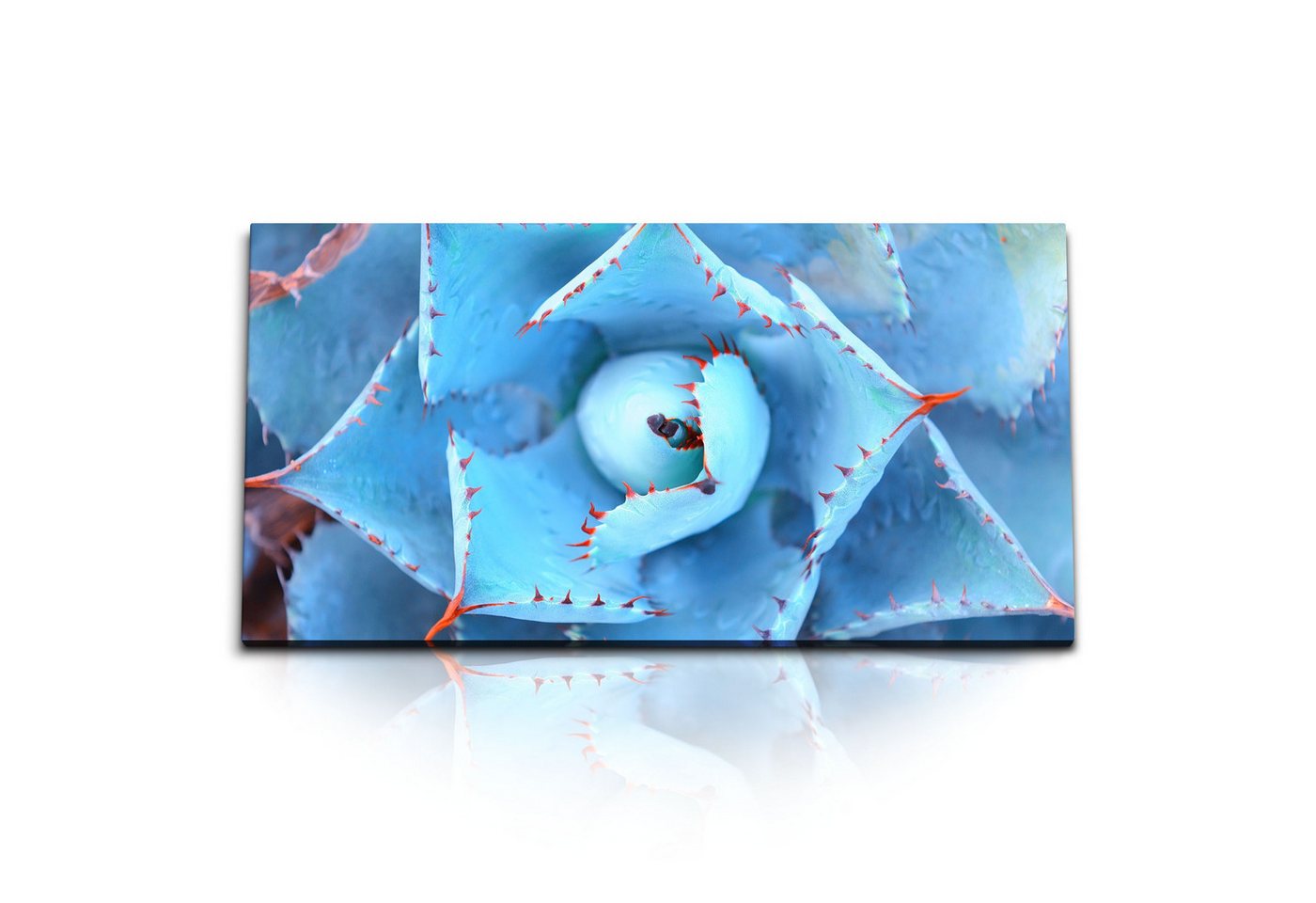 Sinus Art Leinwandbild Kunstdruck Bilder 120x60cm Blaue Pflanze Kaktus Dekorativ Kunstvoll He, (1 St) von Sinus Art