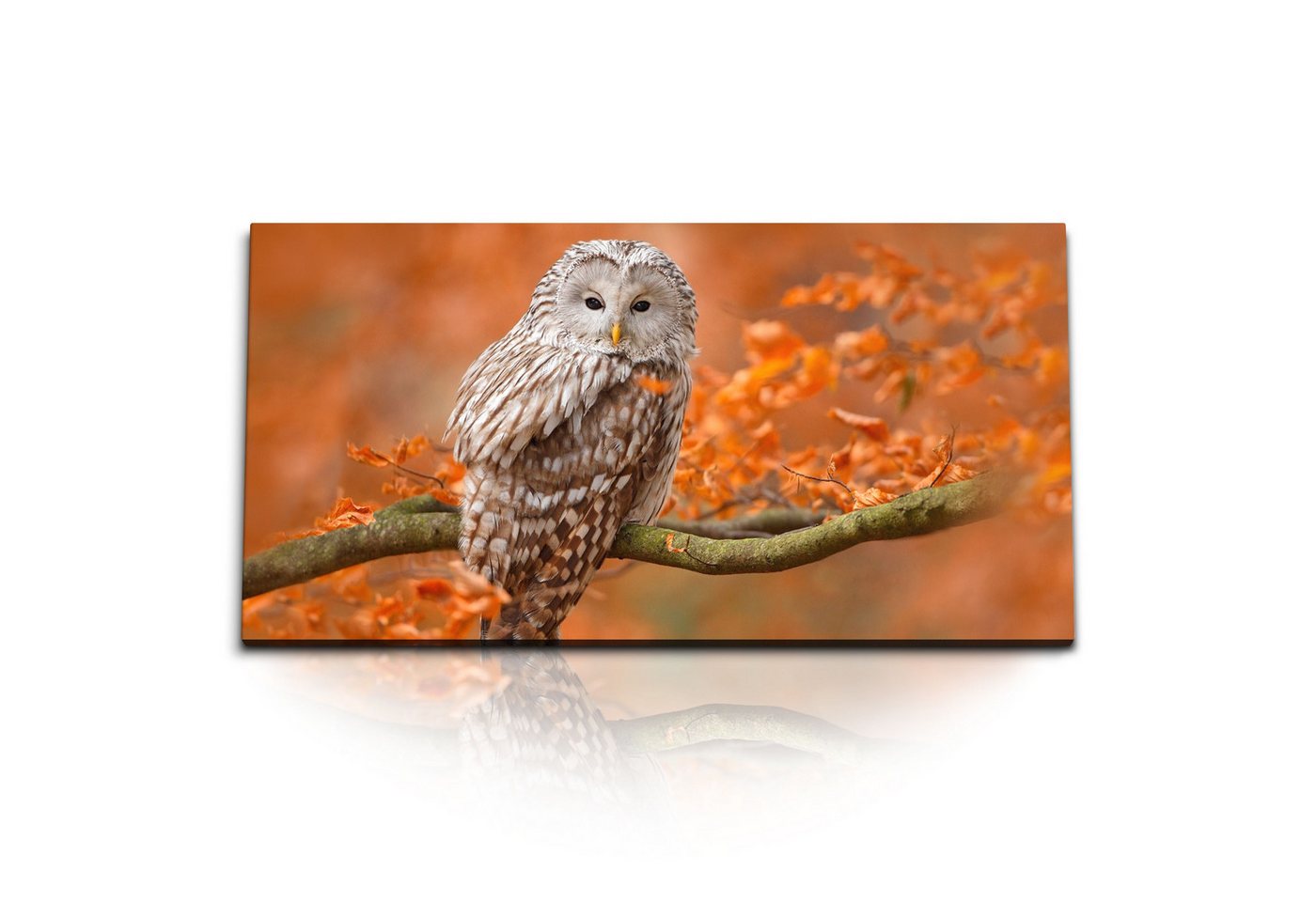 Sinus Art Leinwandbild Kunstdruck Bilder 120x60cm Eule im Baum Herbst Rot Herbstblätter Natur, (1 St) von Sinus Art