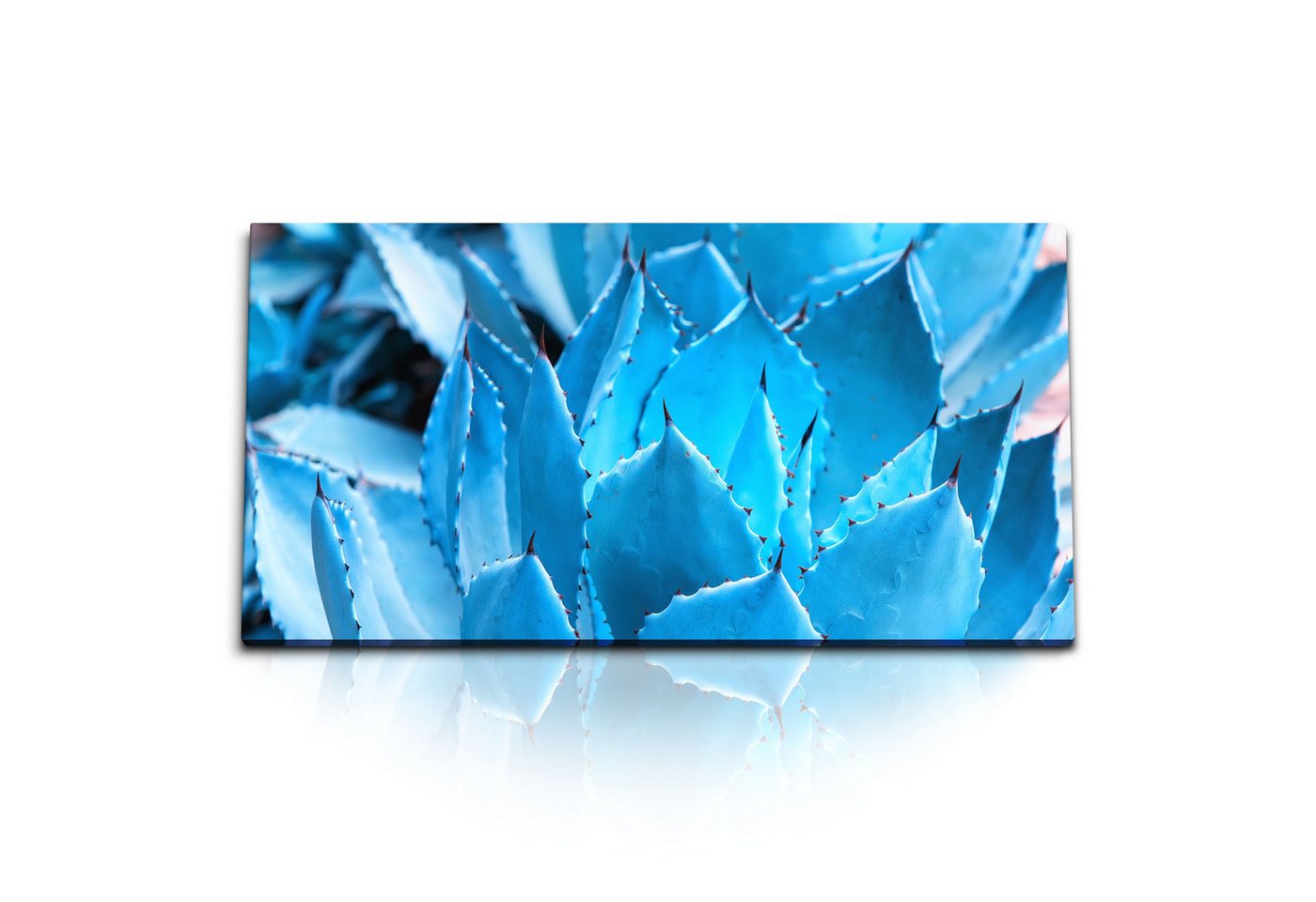 Sinus Art Leinwandbild Kunstdruck Bilder 120x60cm Hellblauer Kaktus Pflanze Blau Fotokunst, (1 St) von Sinus Art