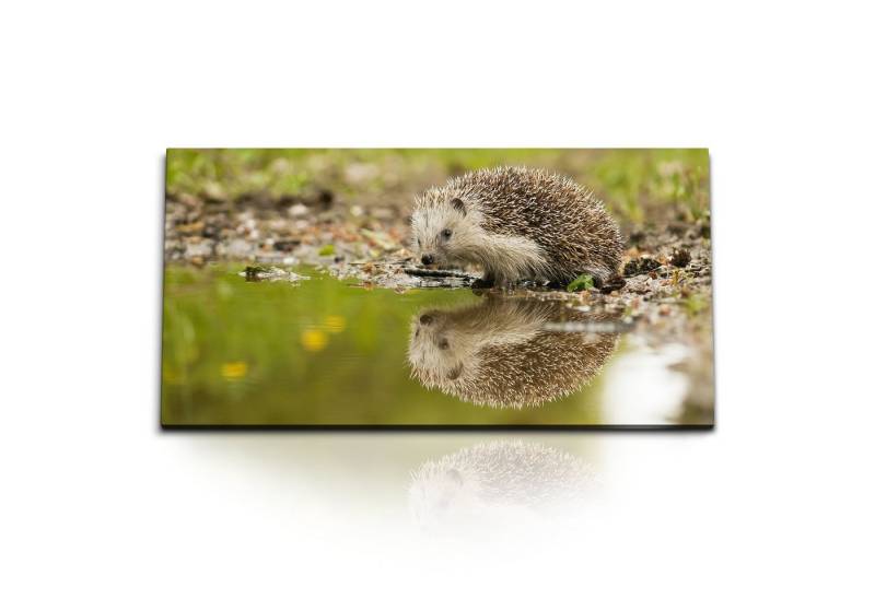 Sinus Art Leinwandbild Kunstdruck Bilder 120x60cm Igel Wasser Teich Natur Tierfotografie Grün, (1 St) von Sinus Art