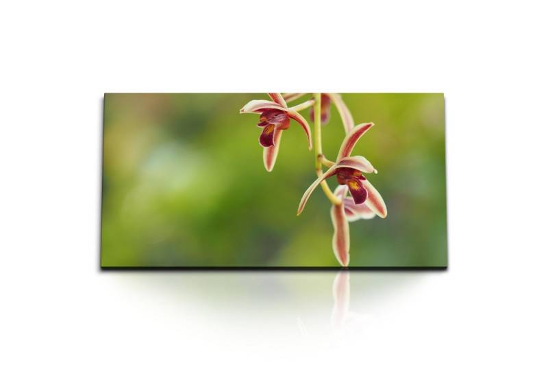 Sinus Art Leinwandbild Kunstdruck Bilder 120x60cm Pflanzenblüte Grün Exotisch Tropisch Natur, (1 St) von Sinus Art