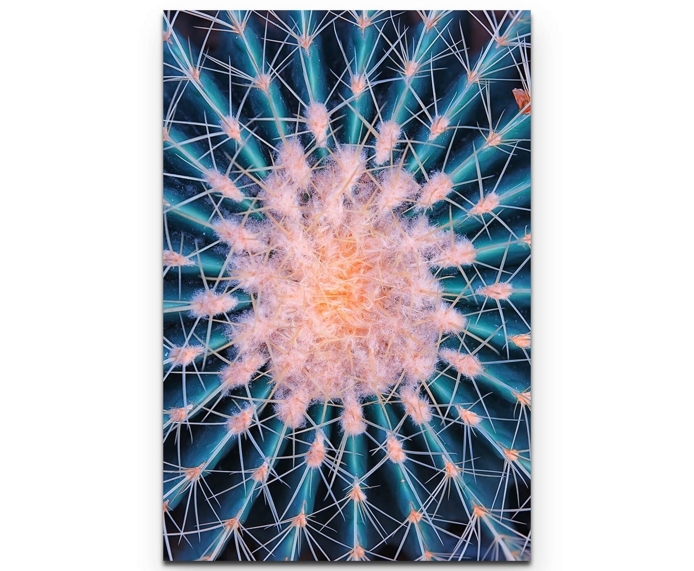 Sinus Art Leinwandbild Makrofotografie  blühender Kaktus - Leinwandbild von Sinus Art