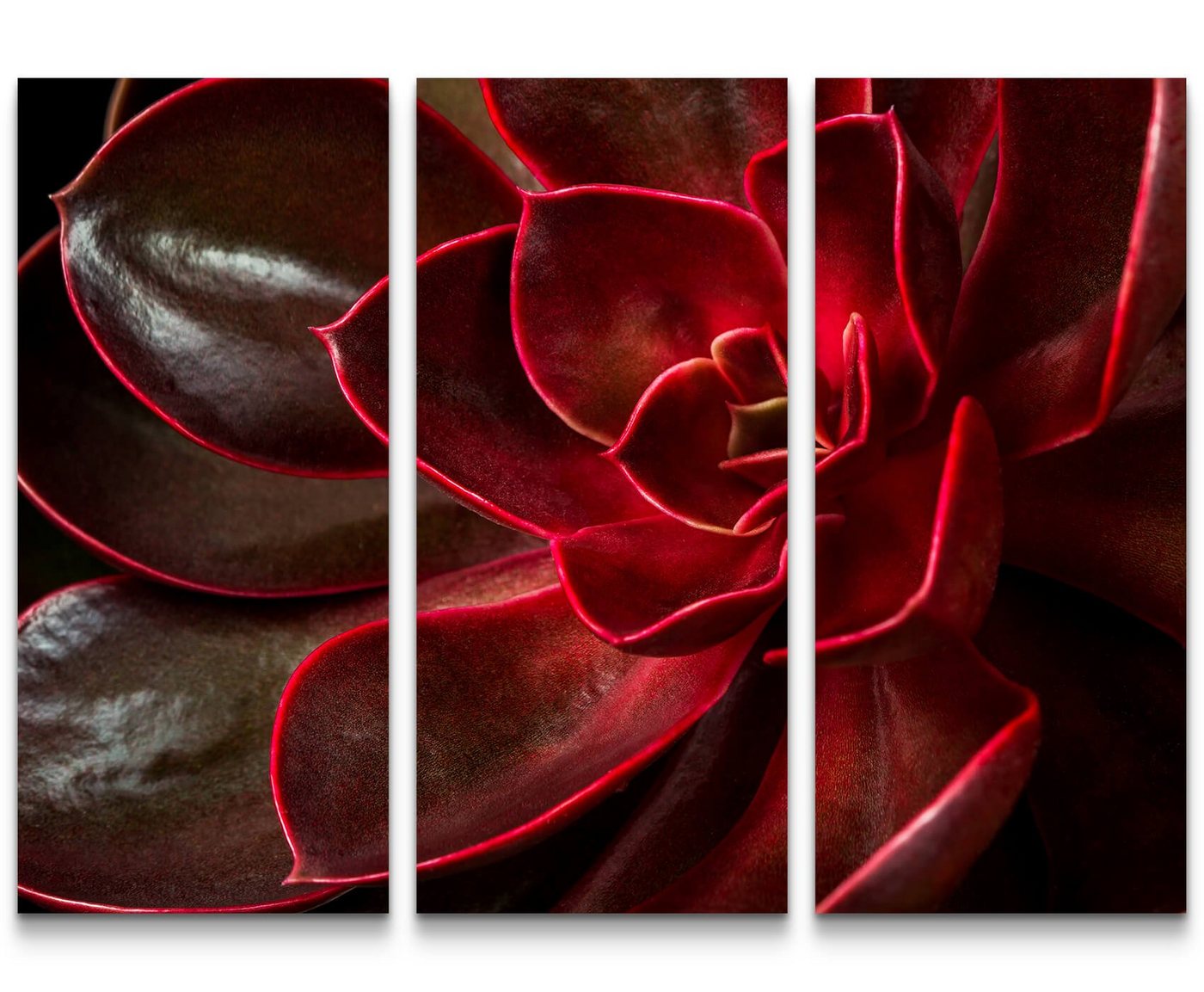 Sinus Art Leinwandbild Nahaufnahme  roter Kaktus - Leinwandbild von Sinus Art