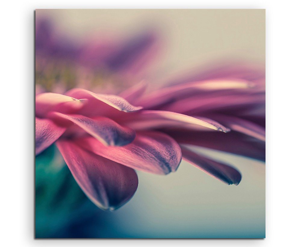 Sinus Art Leinwandbild Naturfotografie – Gerbera blumen Nahaufnahme auf Leinwand von Sinus Art