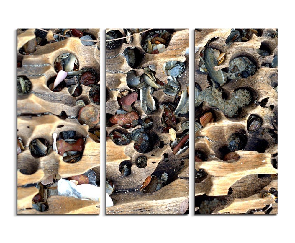 Sinus Art Leinwandbild Naturfotografie – Holz und Muscheln am Strand auf Leinwand von Sinus Art