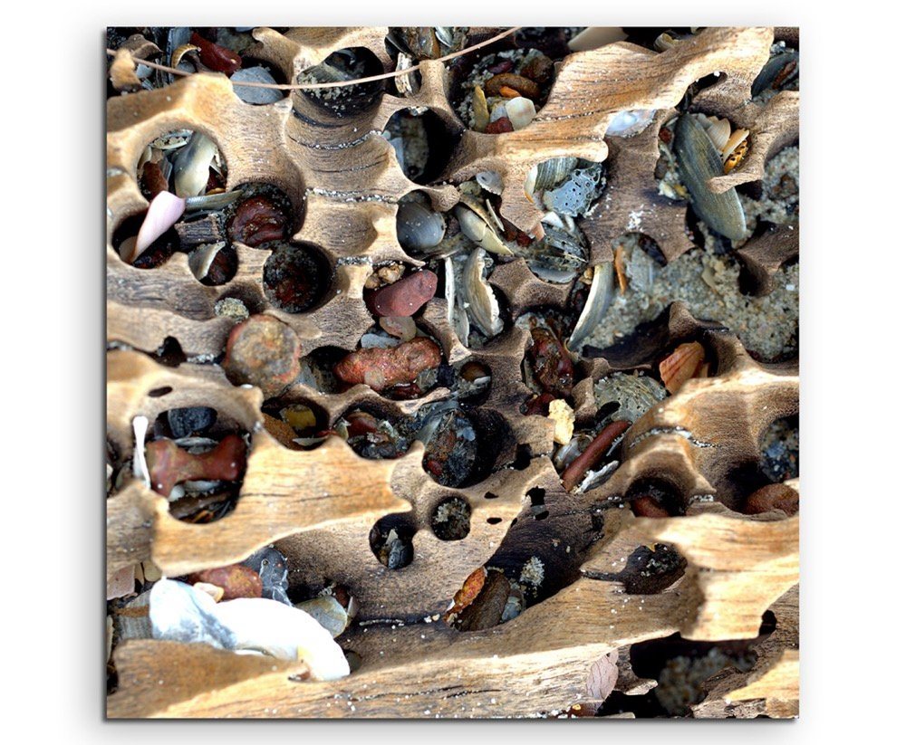 Sinus Art Leinwandbild Naturfotografie – Holz und Muscheln am Strand auf Leinwand von Sinus Art