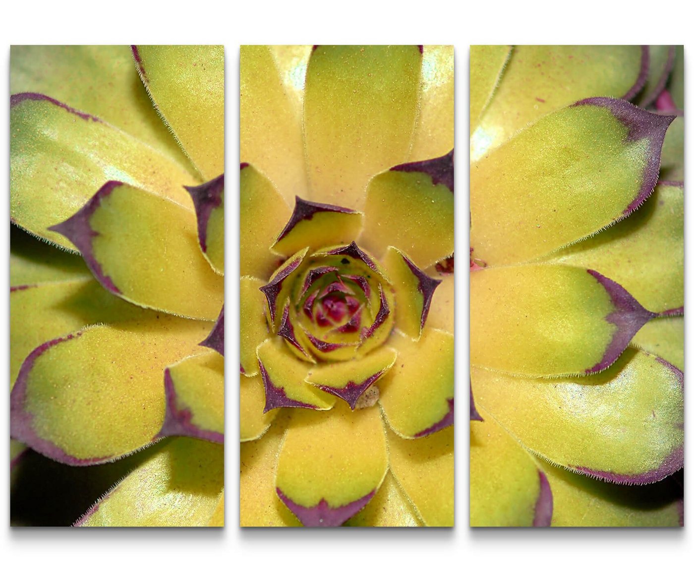 Sinus Art Leinwandbild Naturfotografie  Kaktus von oben - Leinwandbild von Sinus Art