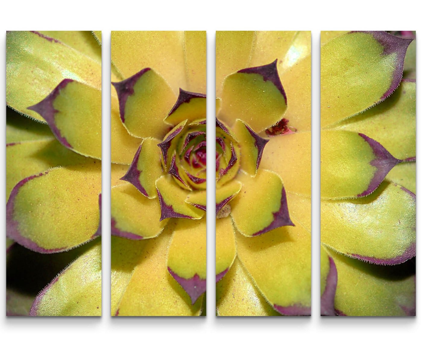 Sinus Art Leinwandbild Naturfotografie  Kaktus von oben - Leinwandbild von Sinus Art